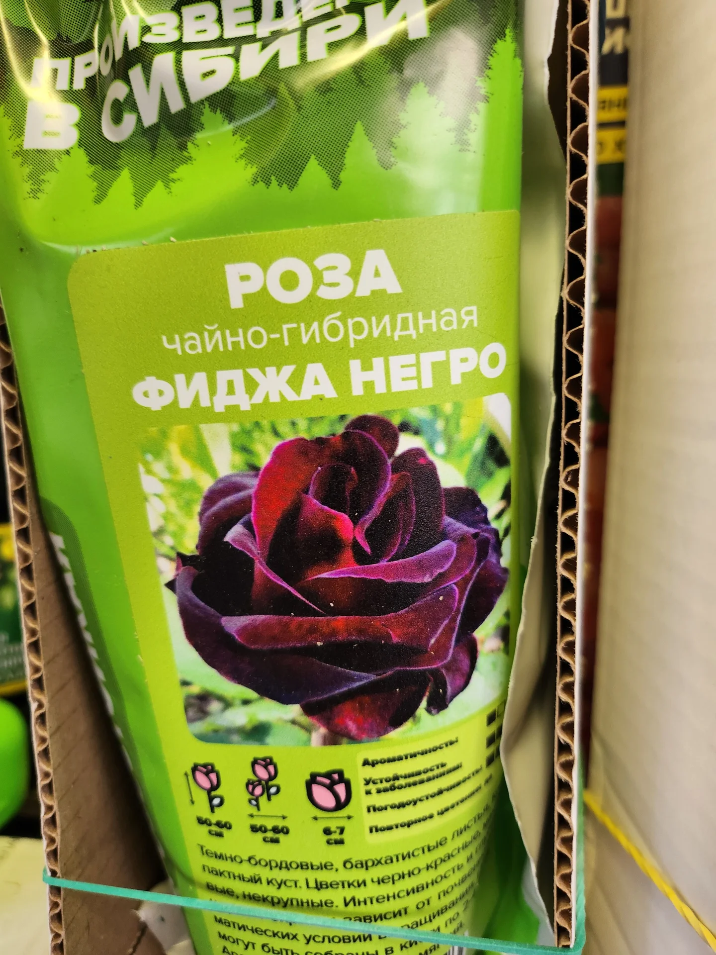 Розы Сибири!!! - миниатюра 12