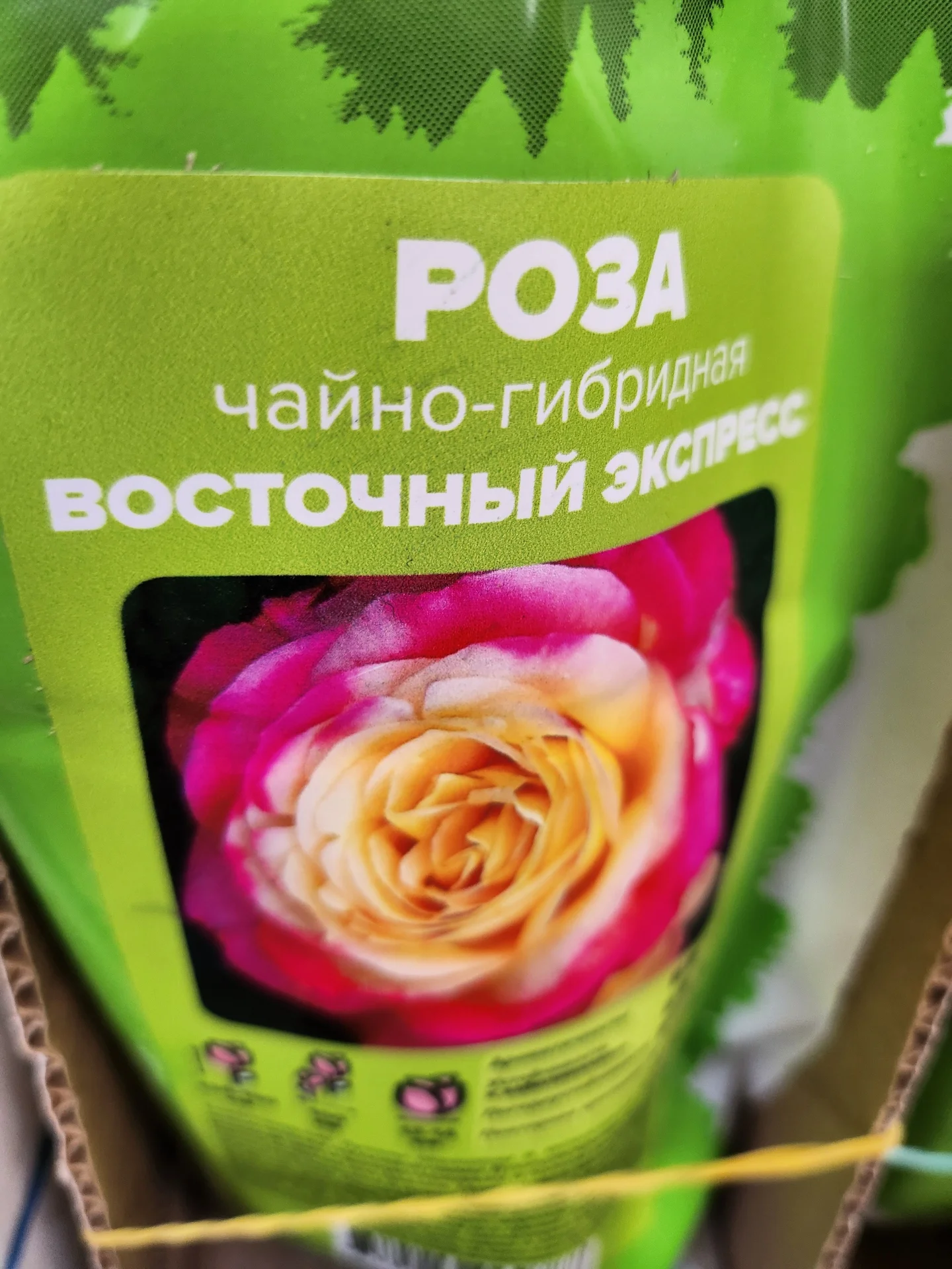 Розы Сибири!!! - миниатюра 13