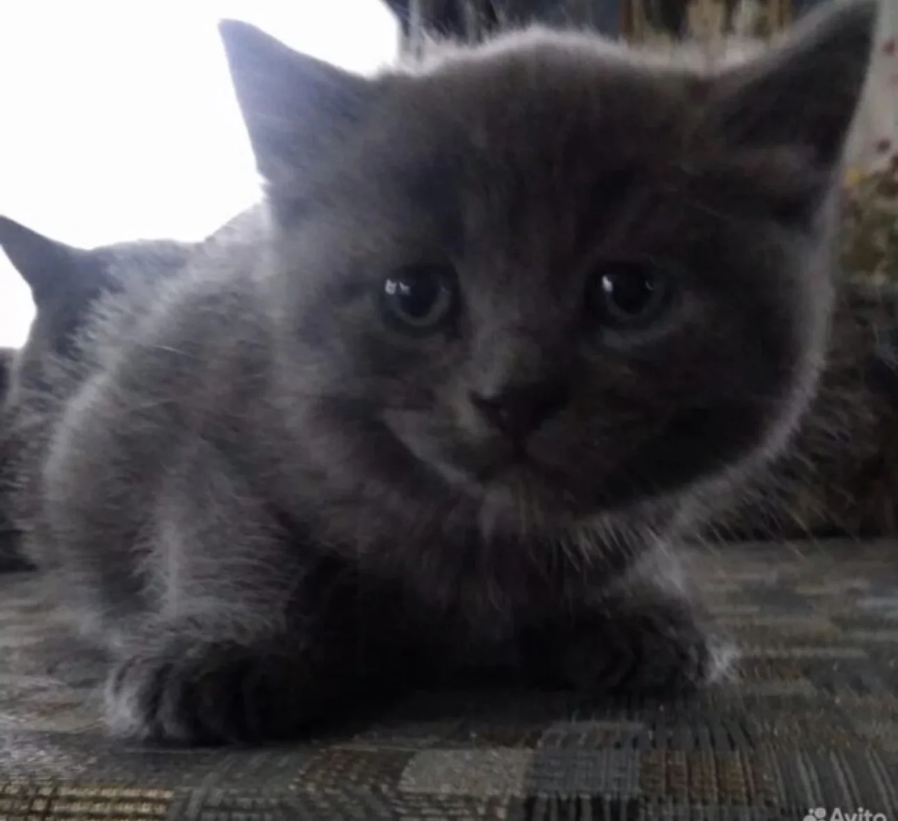 Котята в добрые руки бесплатно - изображение 1