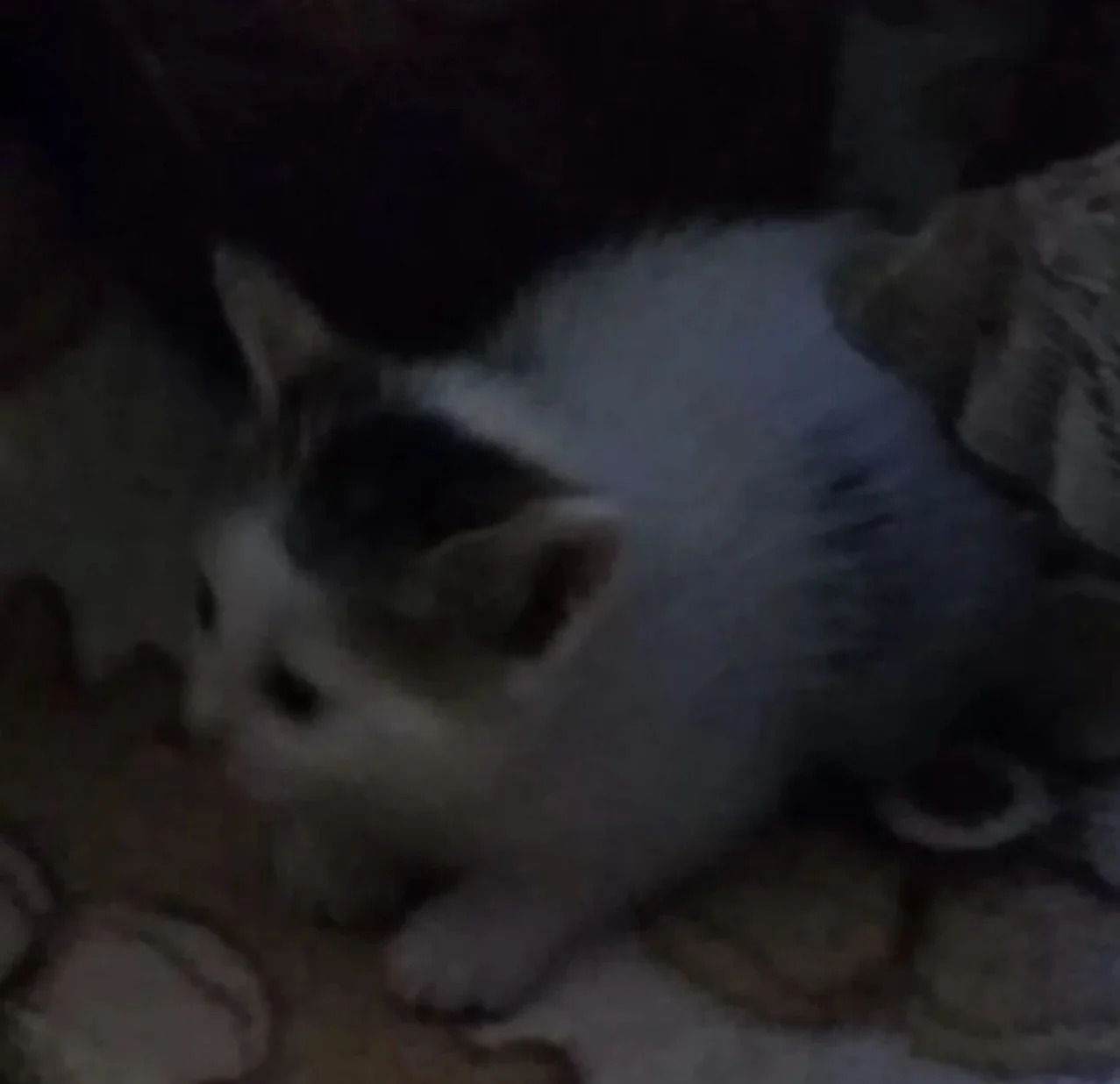 Котята в добрые руки бесплатно - миниатюра 3
