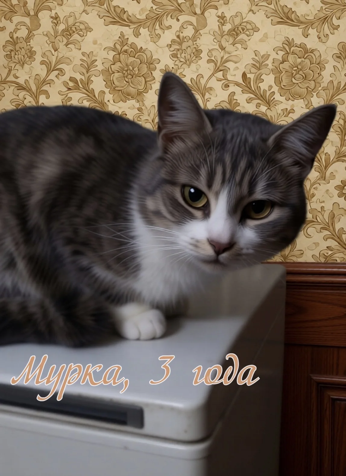 Котята в добрые руки бесплатно - миниатюра 6