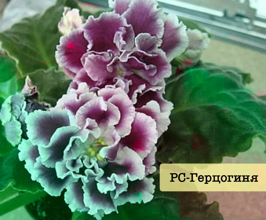Сортовые фиалки - миниатюра 4