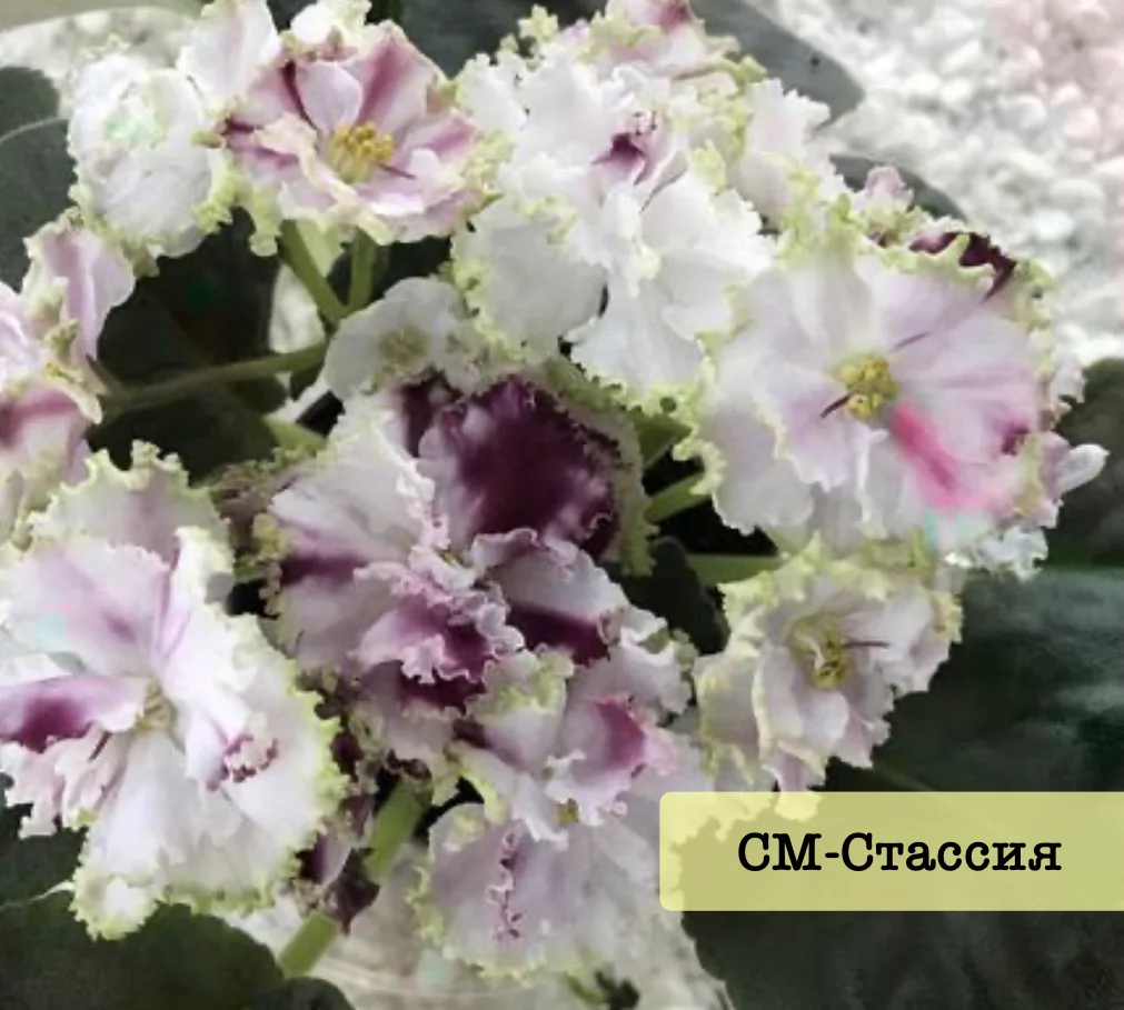 Сортовые фиалки - миниатюра 5