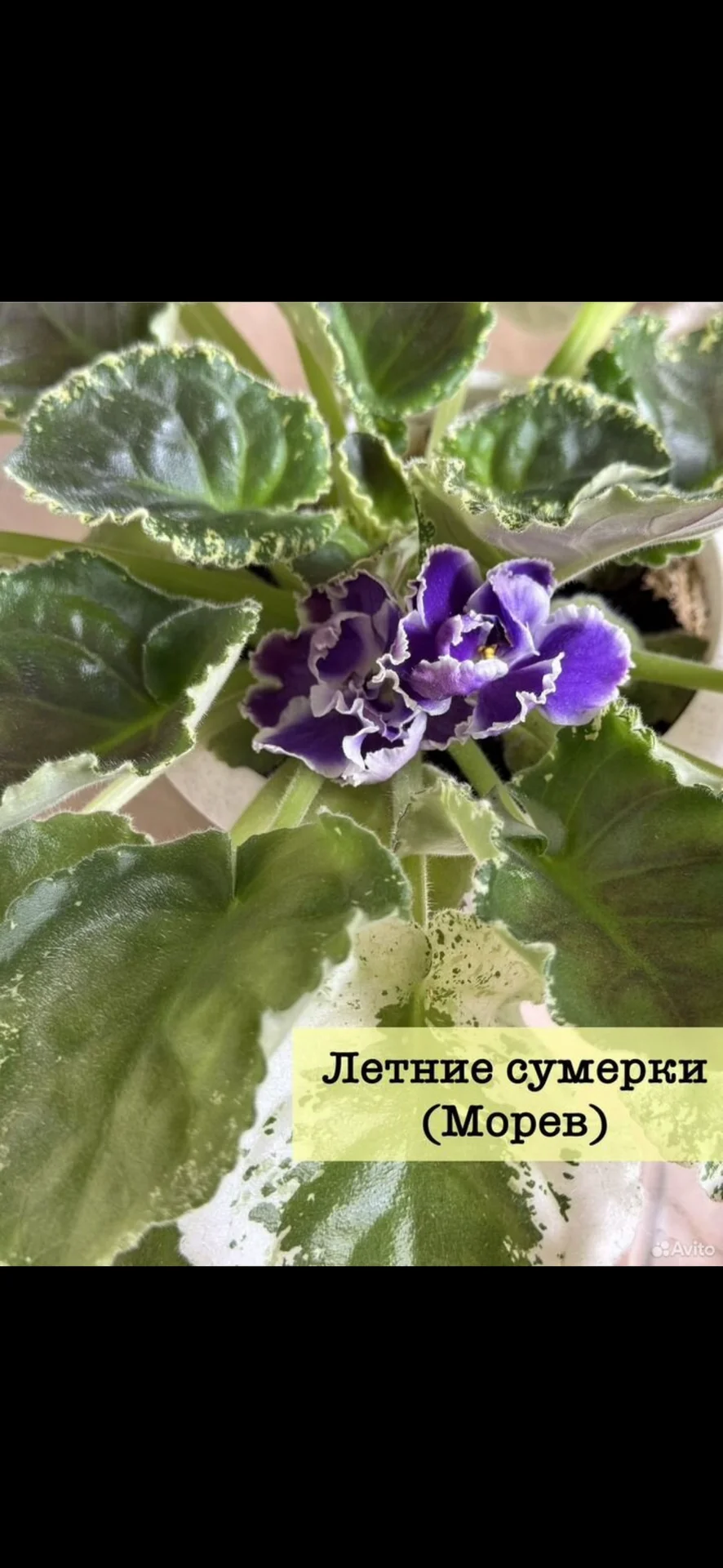 Сортовые фиалки - миниатюра 6