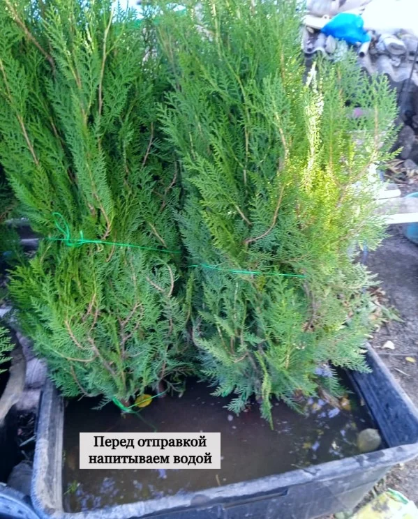 Туя 1м / Биота / для изгороди / опт - миниатюра 10