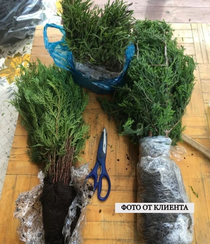 Туя Биота 50см / опт / изгородь - миниатюра 8
