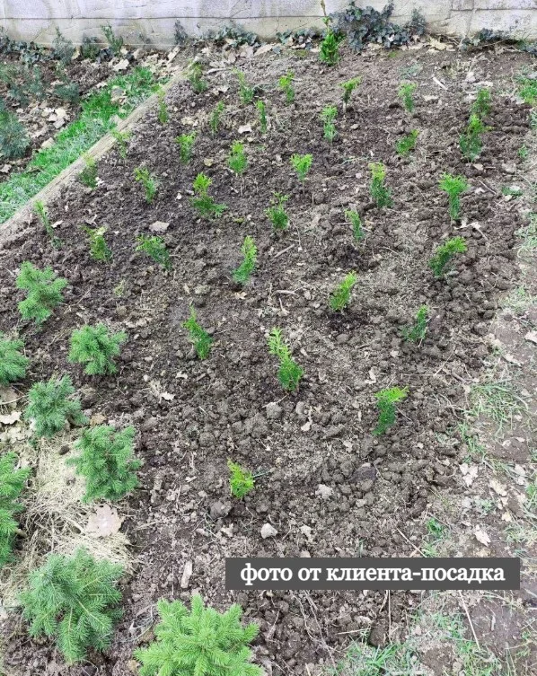 Туя Колумна саженцы / окс / опт - миниатюра 10