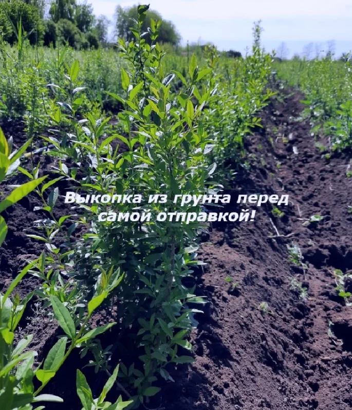Бирючина для изгороди - миниатюра 5