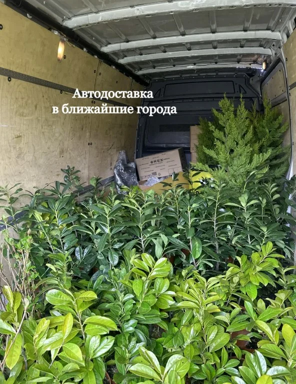 Лавровишня Новита - миниатюра 3