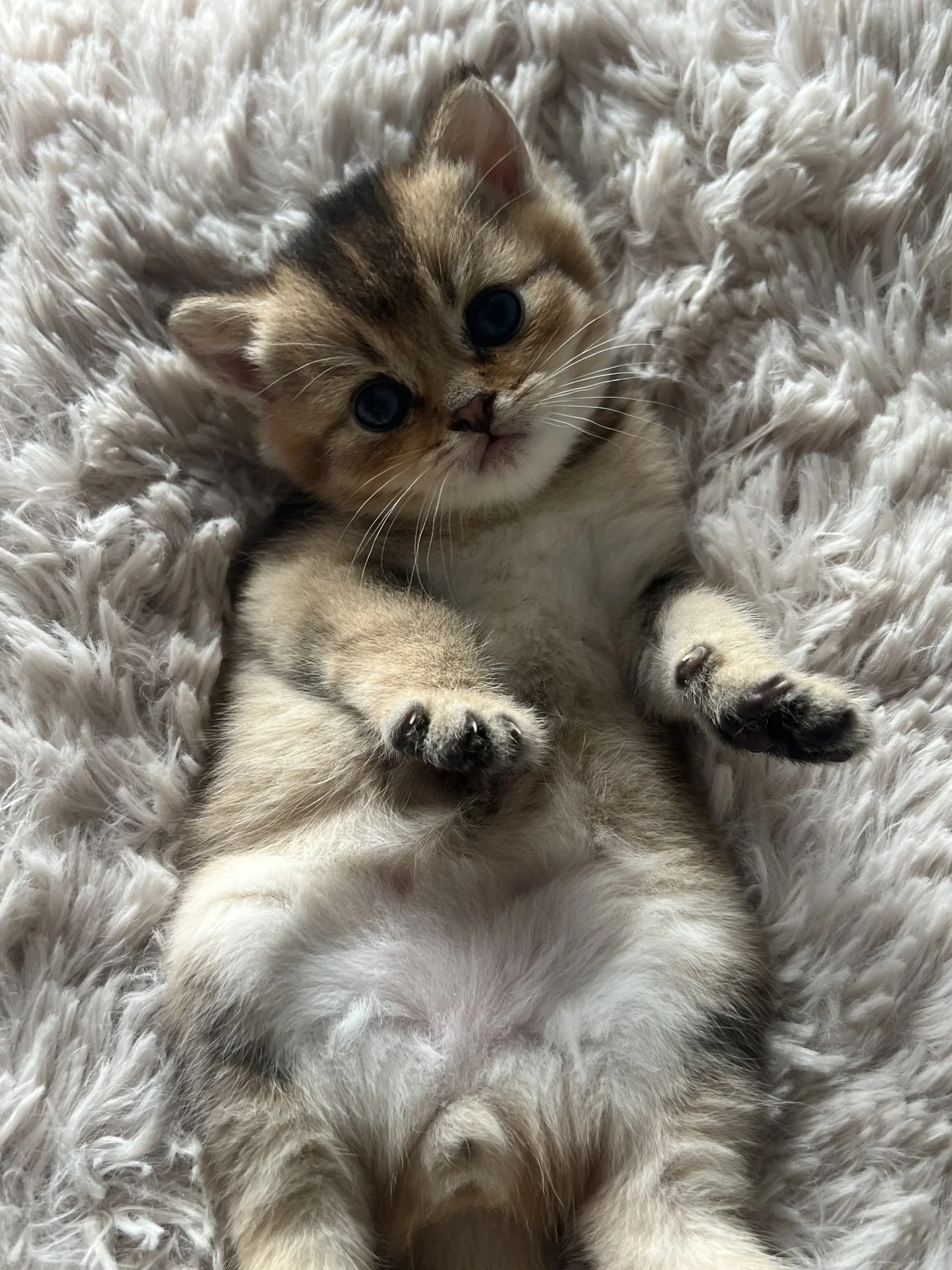Котята британская шиншилла - миниатюра 2