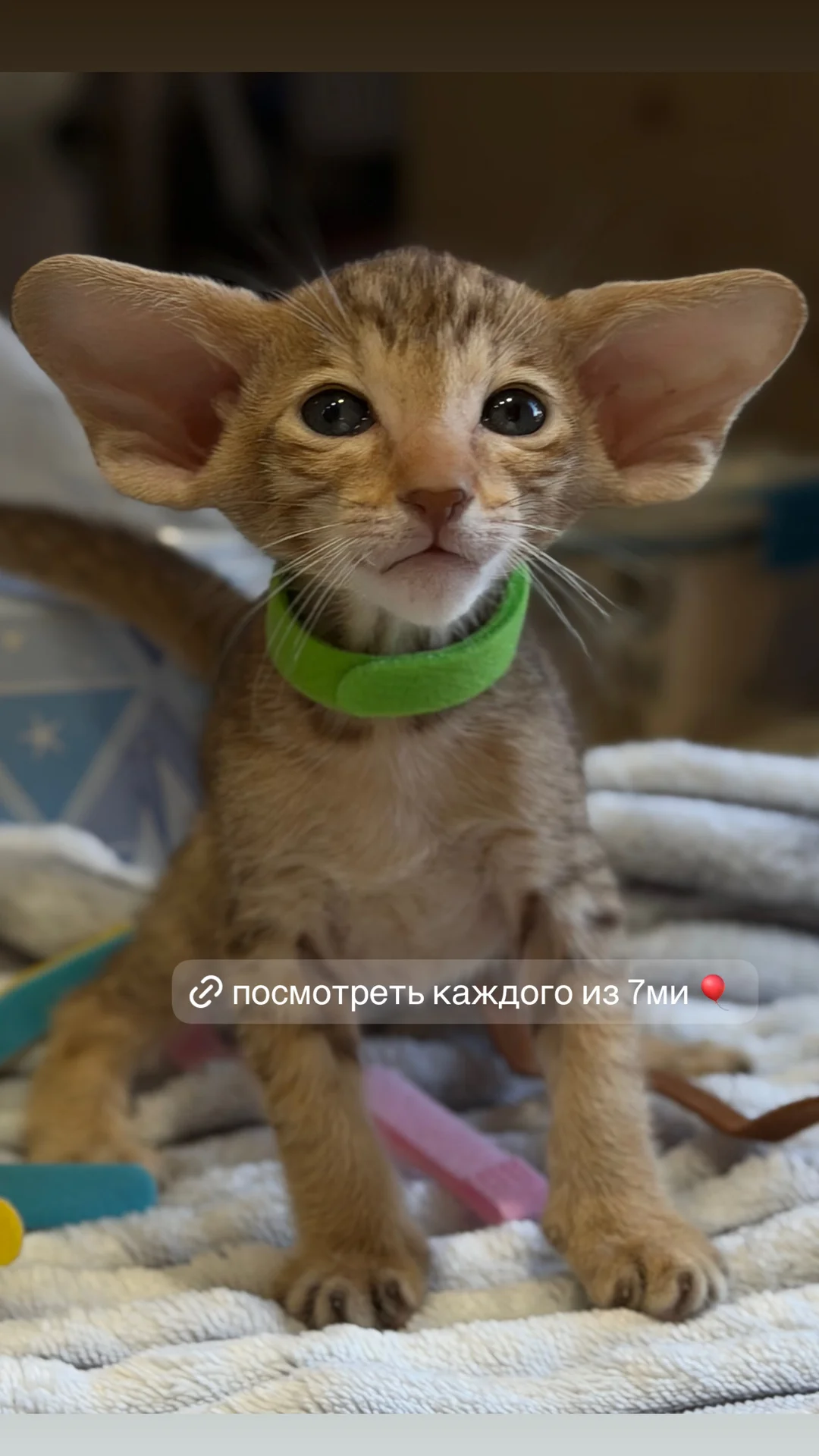 Ориентальные котята - миниатюра 8