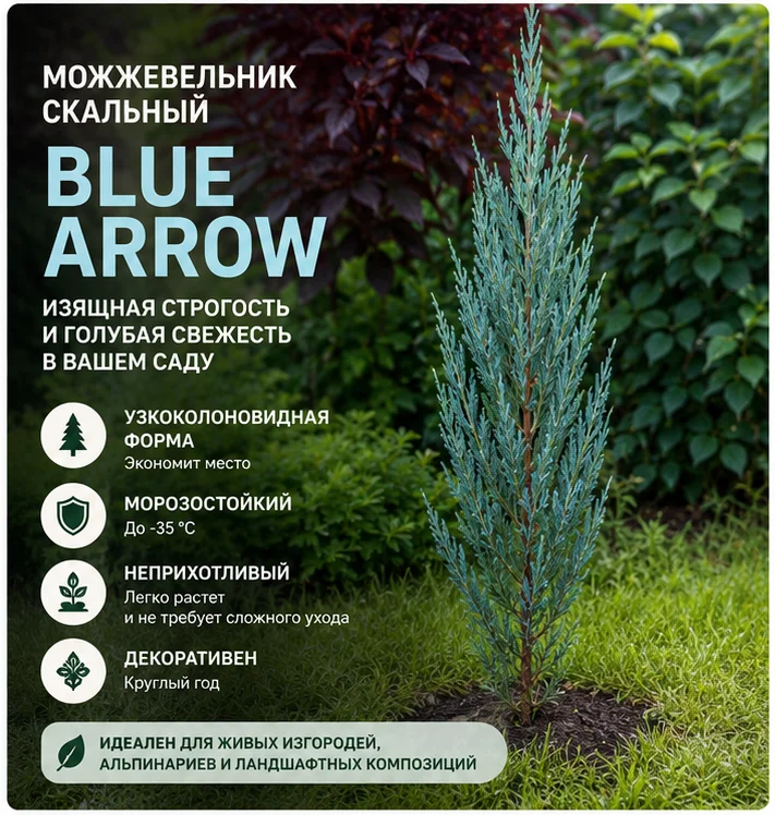 Можжевельник скальный Blue Arrow, саженец 75-80 см