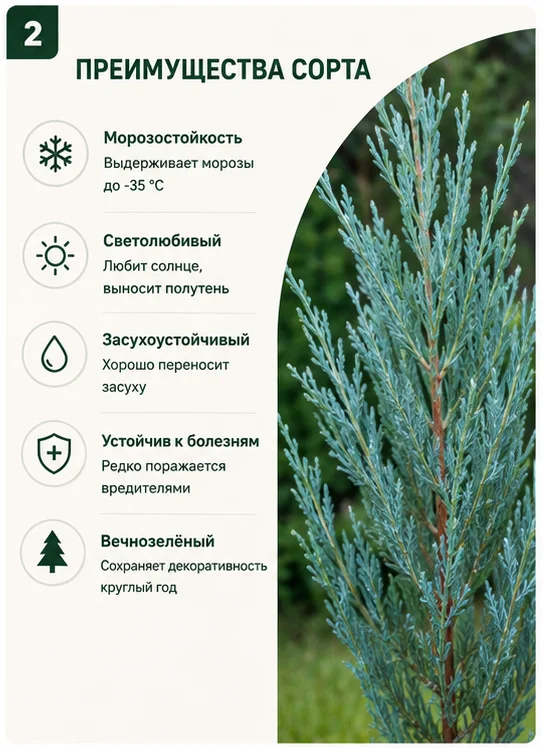 Можжевельник скальный Blue Arrow, саженец 75-80 см - миниатюра 2