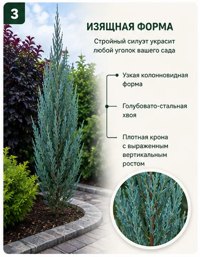Можжевельник скальный Blue Arrow, саженец 75-80 см - миниатюра 3
