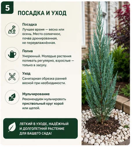 Можжевельник скальный Blue Arrow, саженец 75-80 см - миниатюра 5
