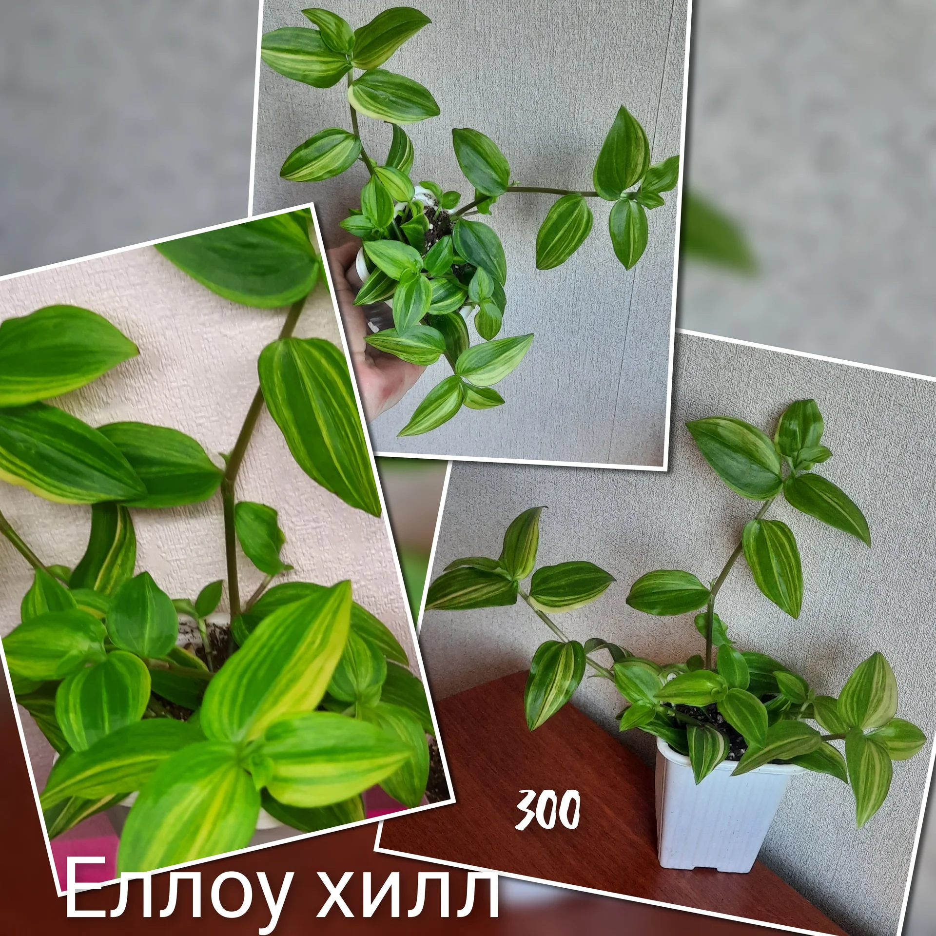 Цветы декоративно-лиственные - изображение 1
