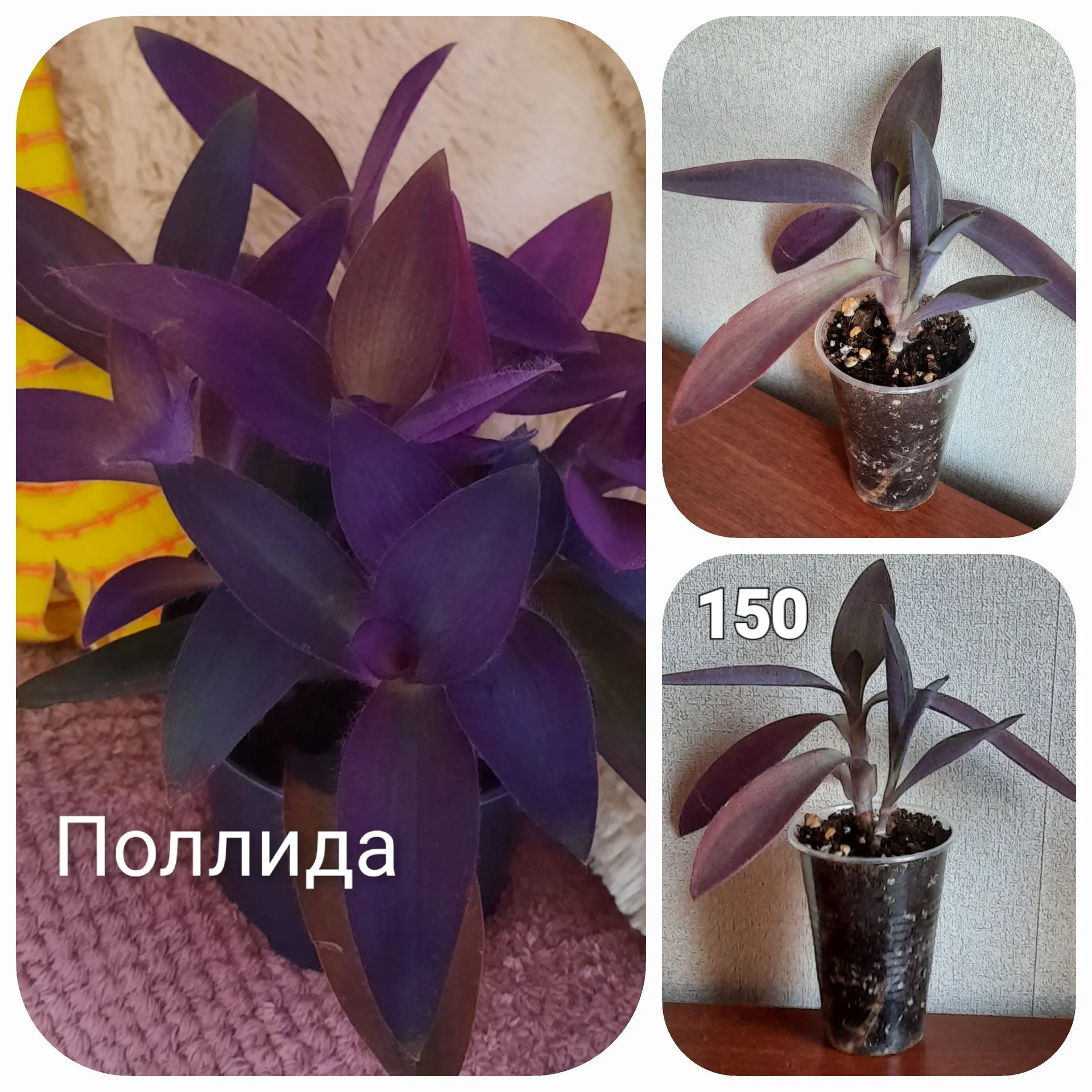 Цветы декоративно-лиственные - миниатюра 2