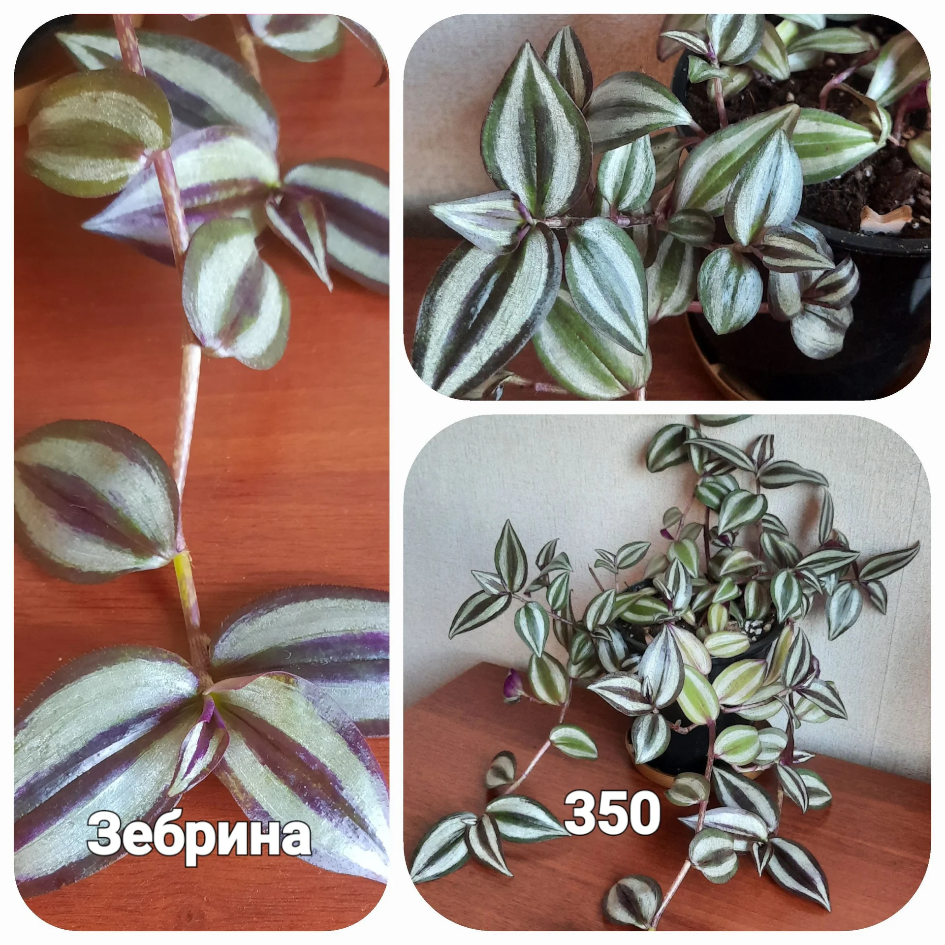 Цветы декоративно-лиственные - миниатюра 4