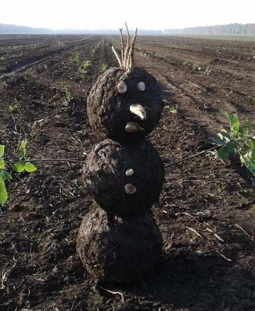 Земля плодородная.