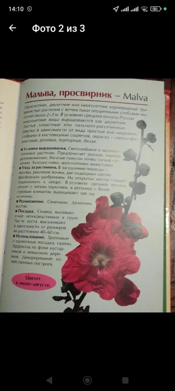 Любимые садовые цветы - миниатюра 2