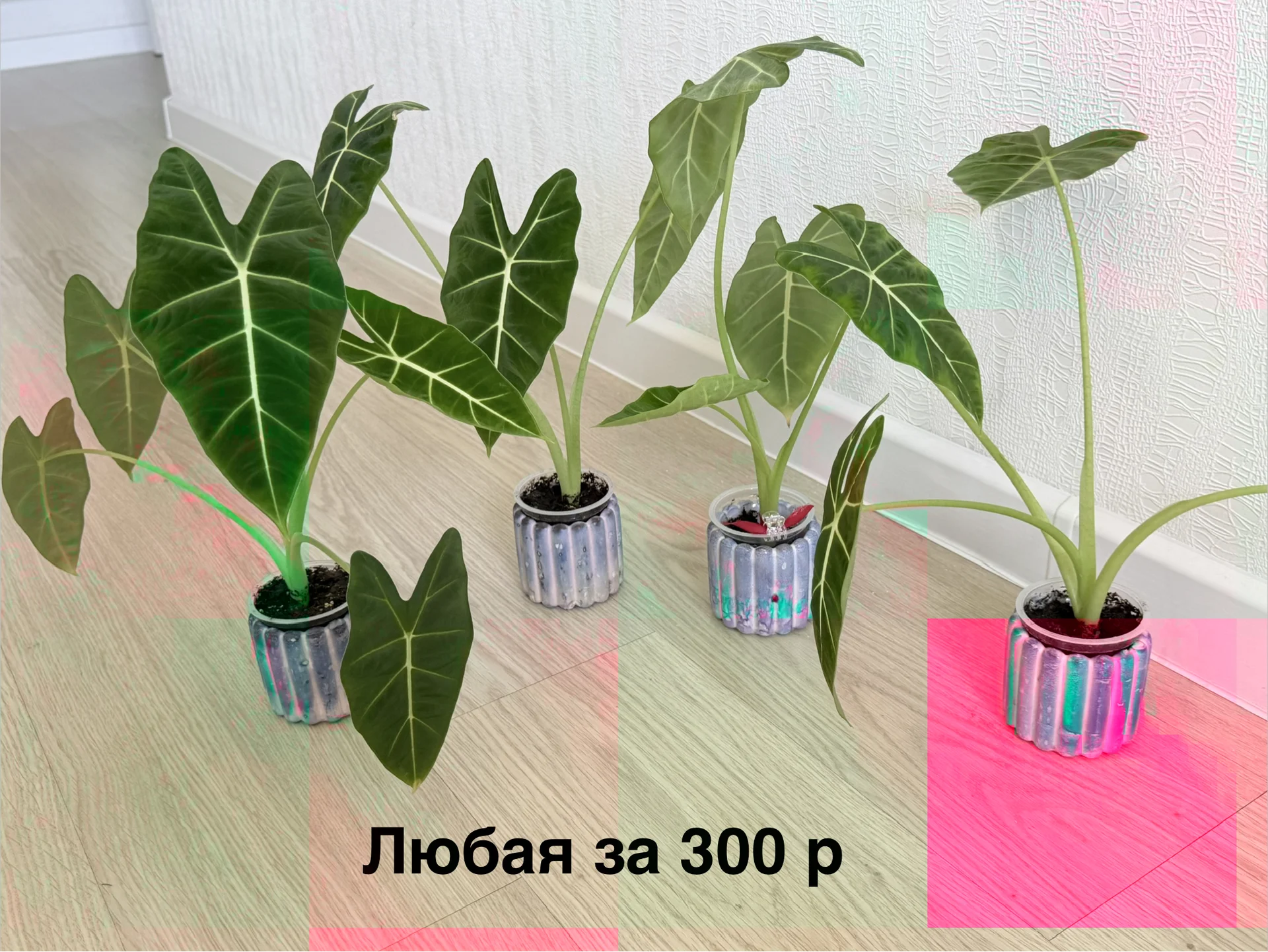 Алоказии детки крупные и поменьше - миниатюра 2