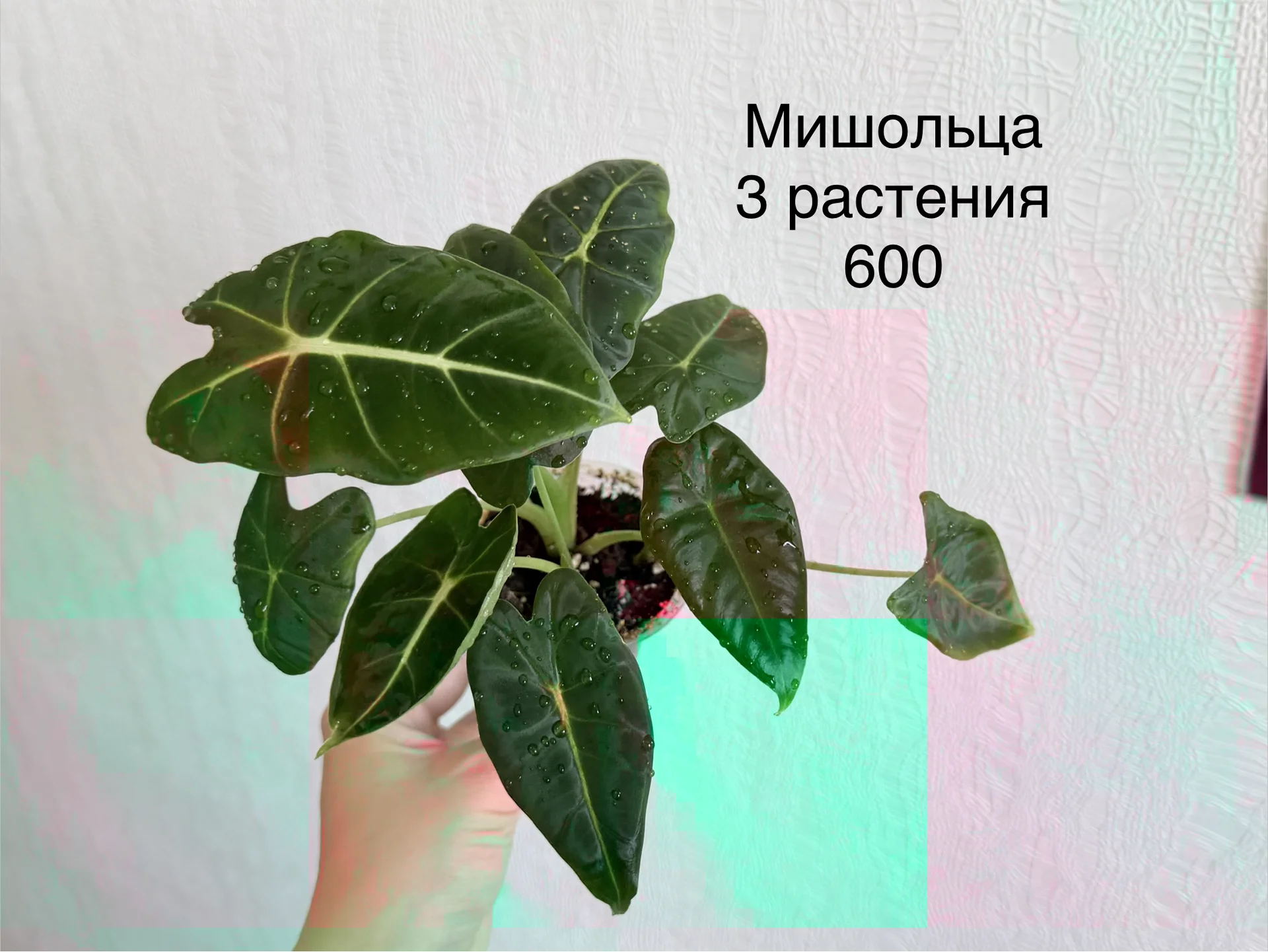 Алоказии детки крупные и поменьше - миниатюра 3