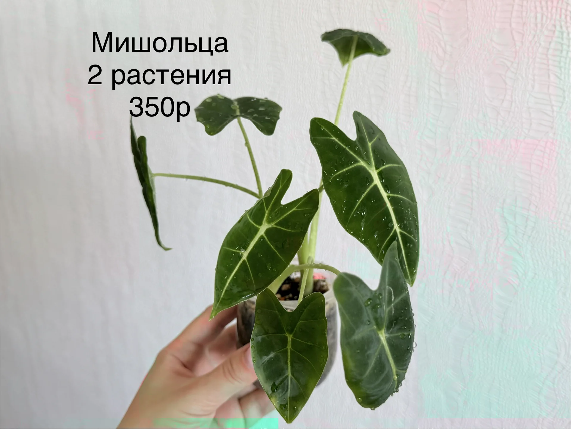 Алоказии детки крупные и поменьше - миниатюра 4