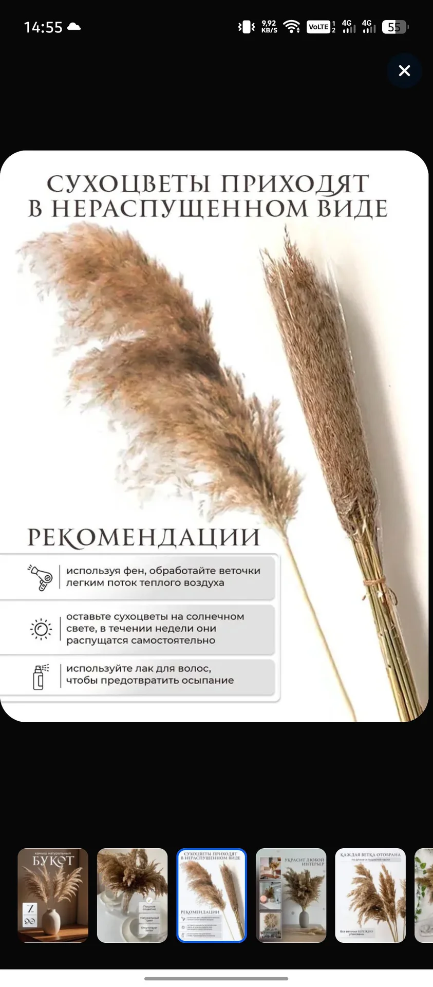 Сухоцвет "Камыш" - миниатюра 3