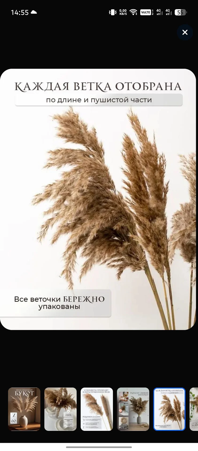 Сухоцвет "Камыш" - миниатюра 5
