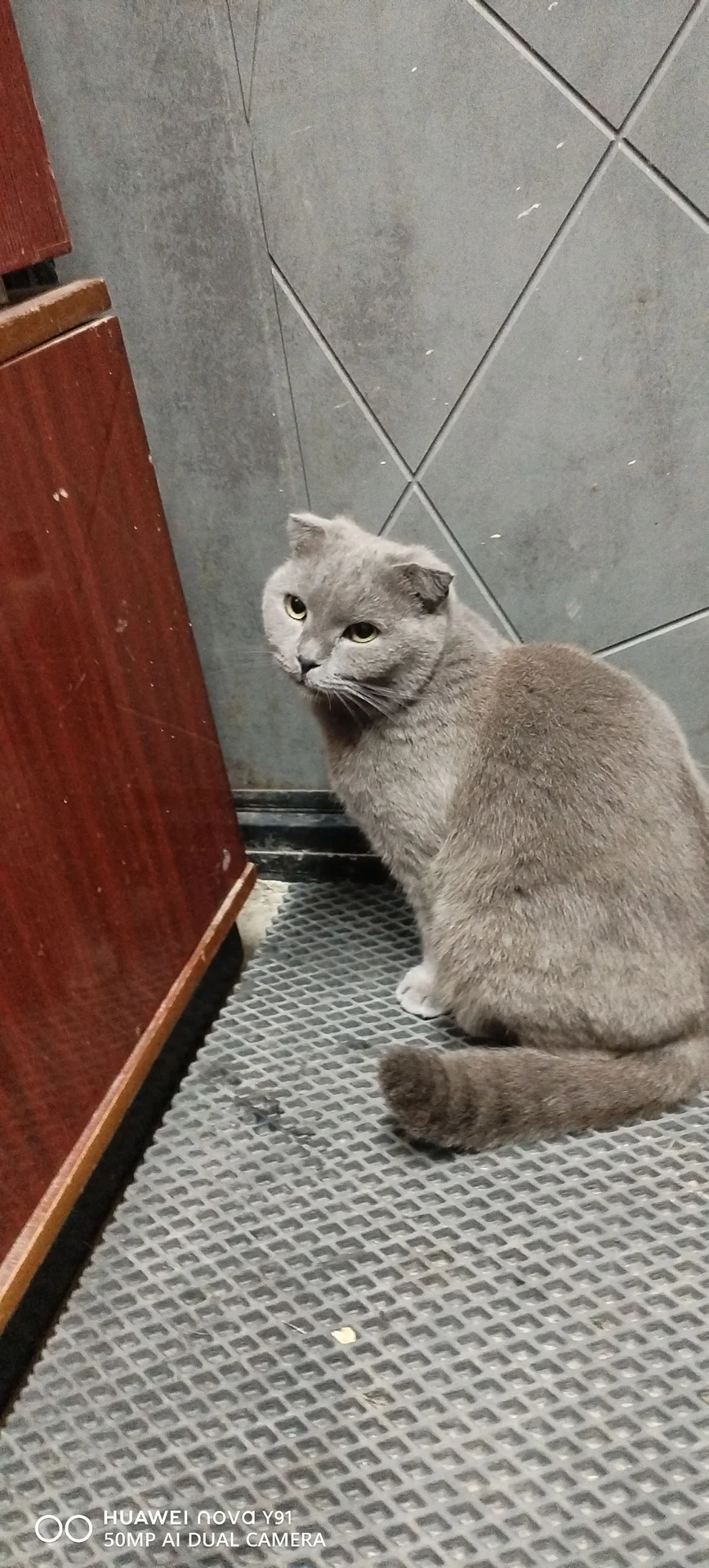 Котята - изображение 1