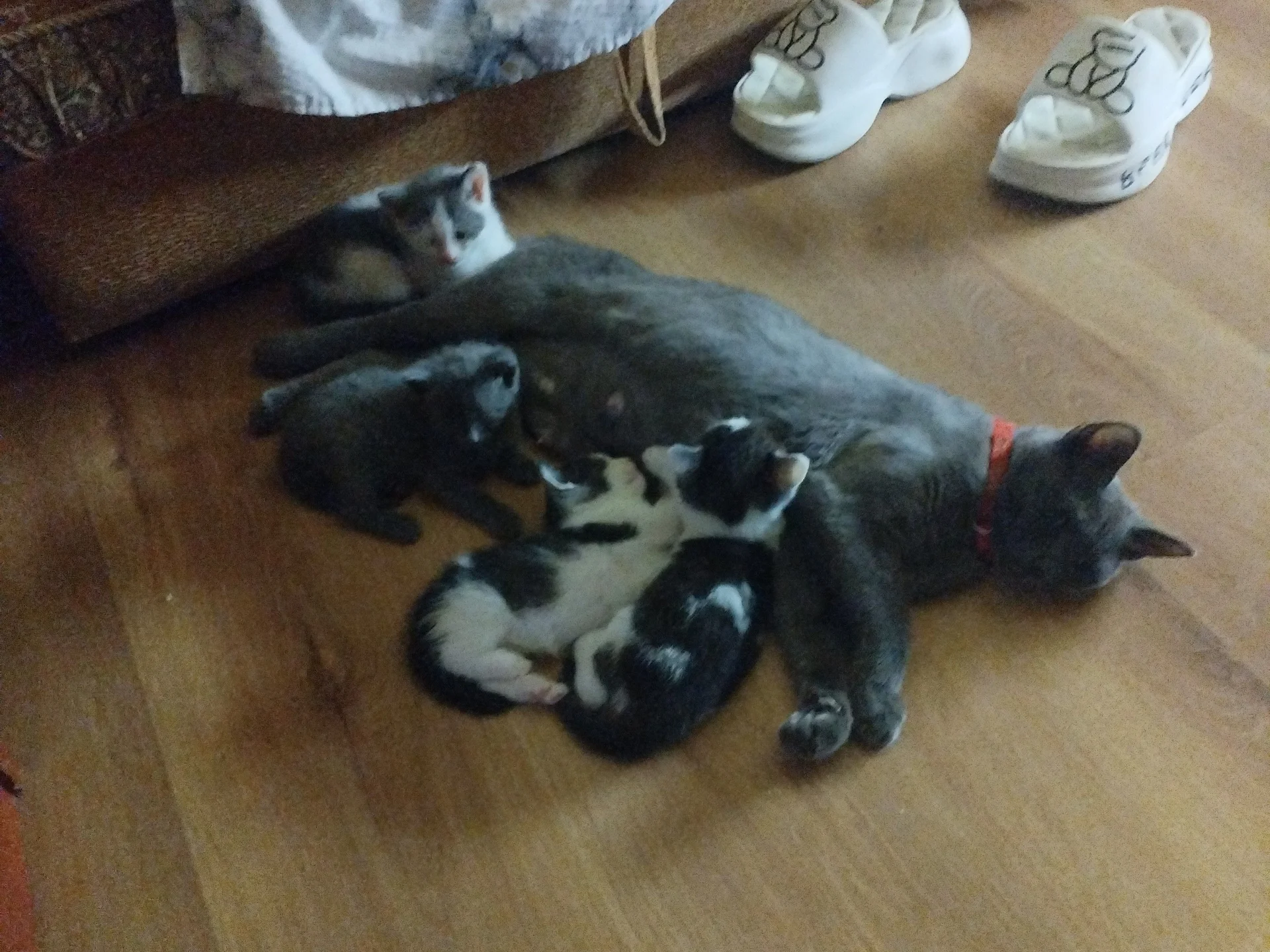 Котята - миниатюра 3