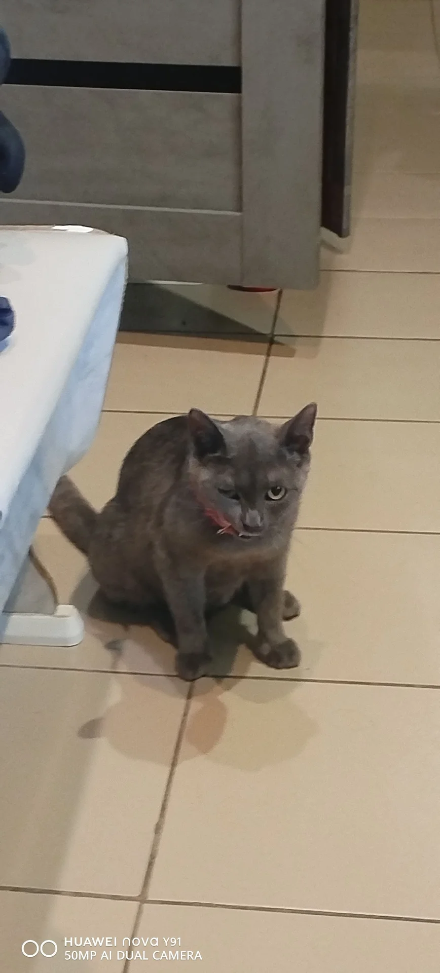 Котята - миниатюра 4