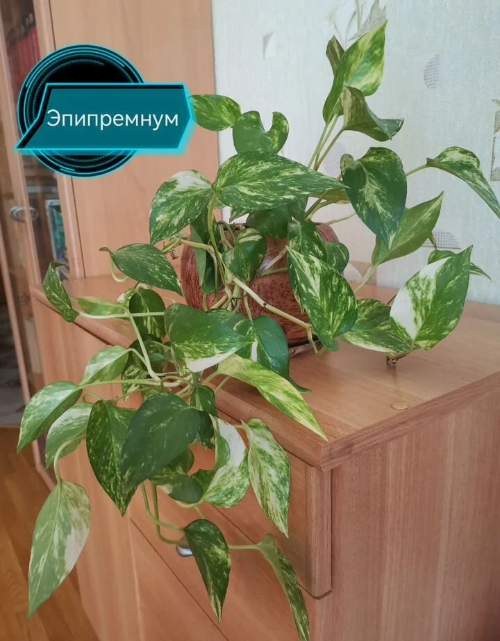 Мурайя метельчатая. Эпипремнум - миниатюра 9