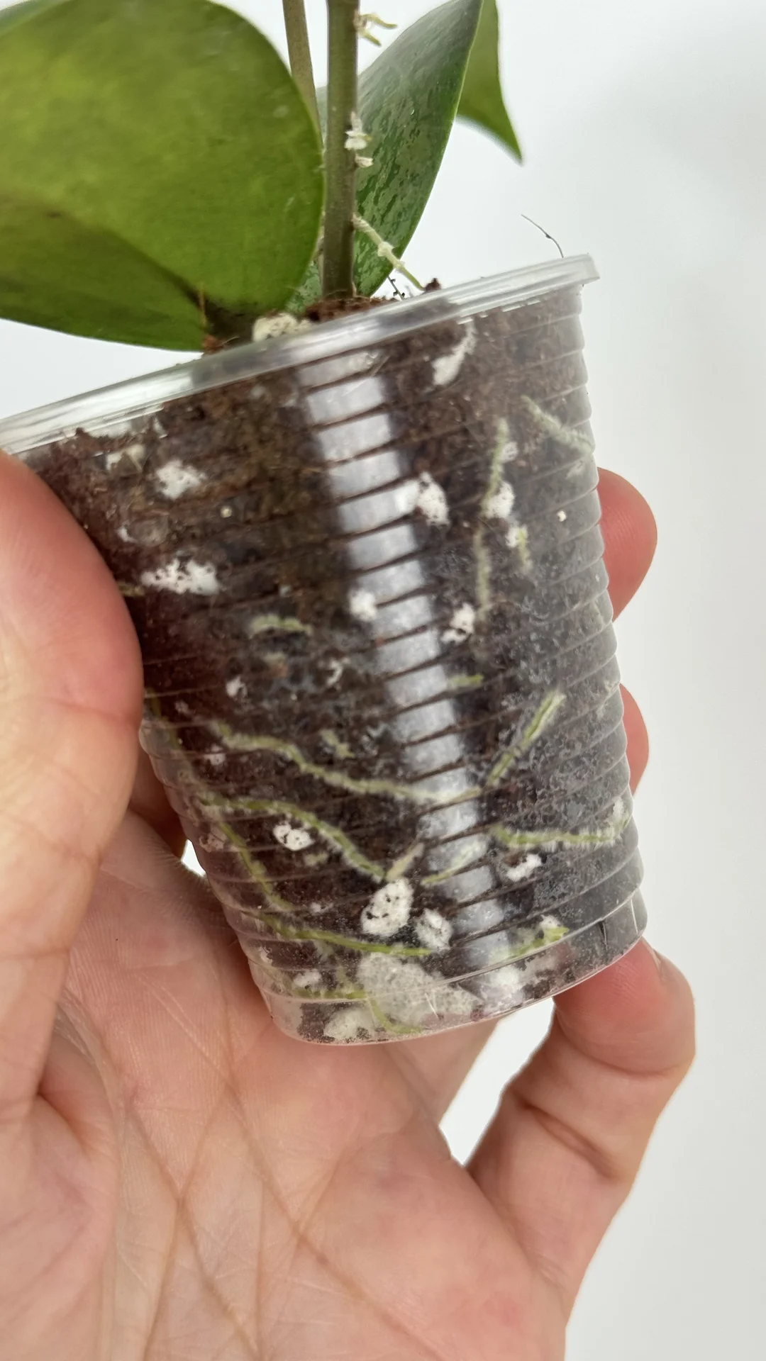 Hoya Verticilata purple aurora - миниатюра 2