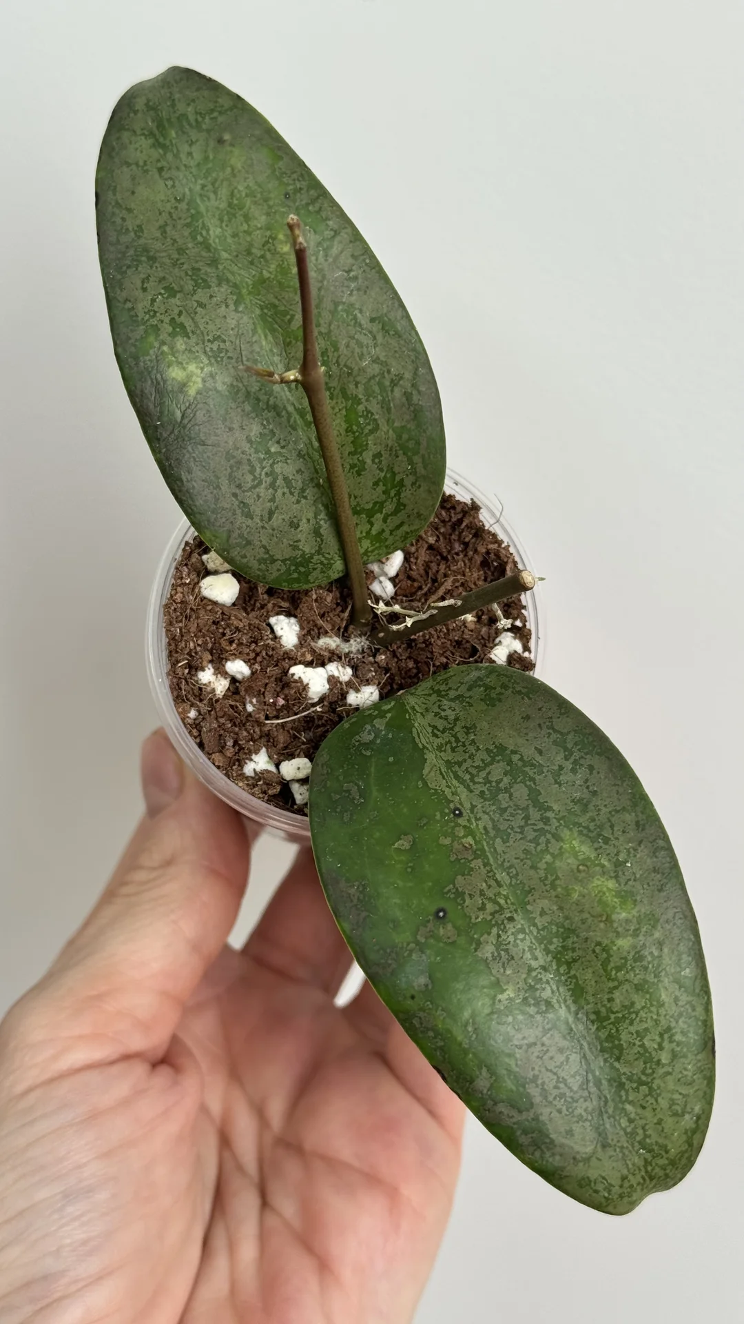 Hoya Verticilata purple aurora - миниатюра 3