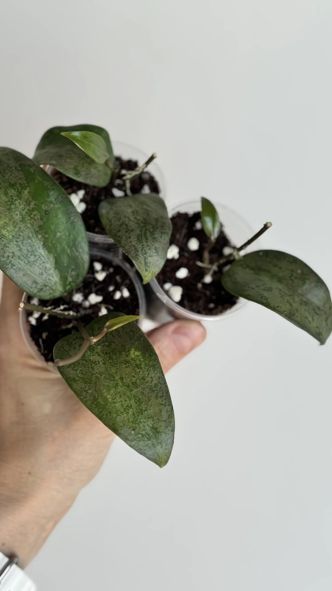 Hoya Verticilata purple aurora - миниатюра 4