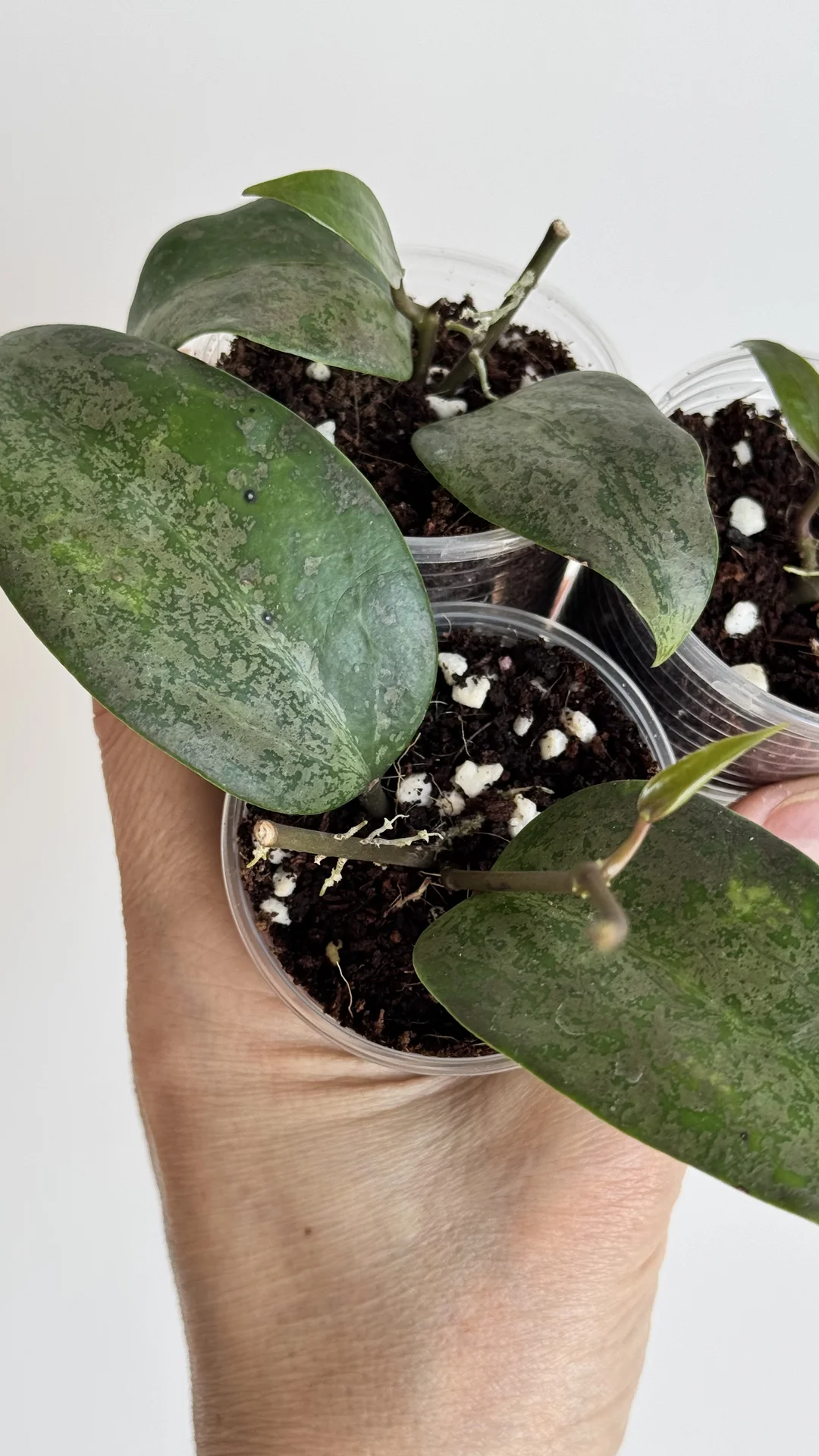 Hoya Verticilata purple aurora - миниатюра 5