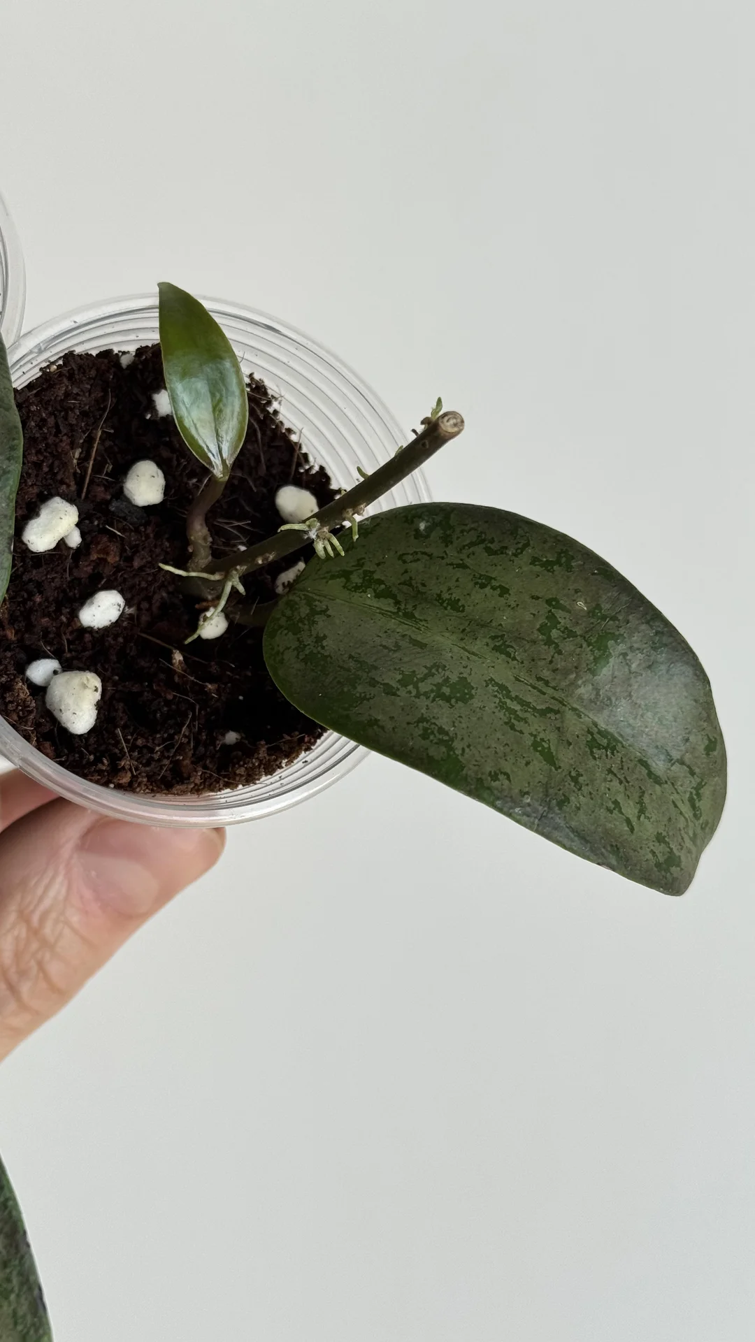 Hoya Verticilata purple aurora - миниатюра 6