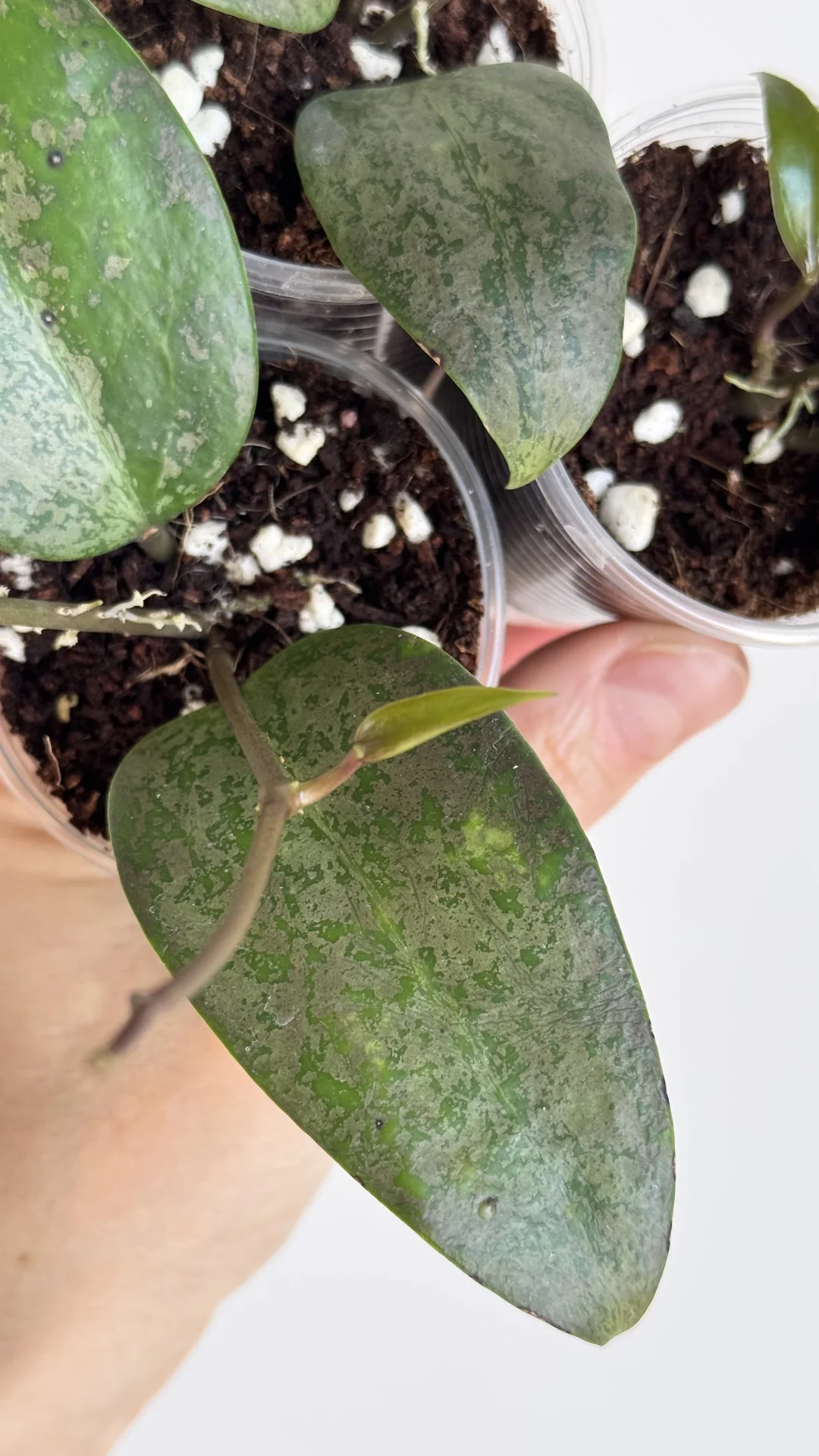 Hoya Verticilata purple aurora - миниатюра 7