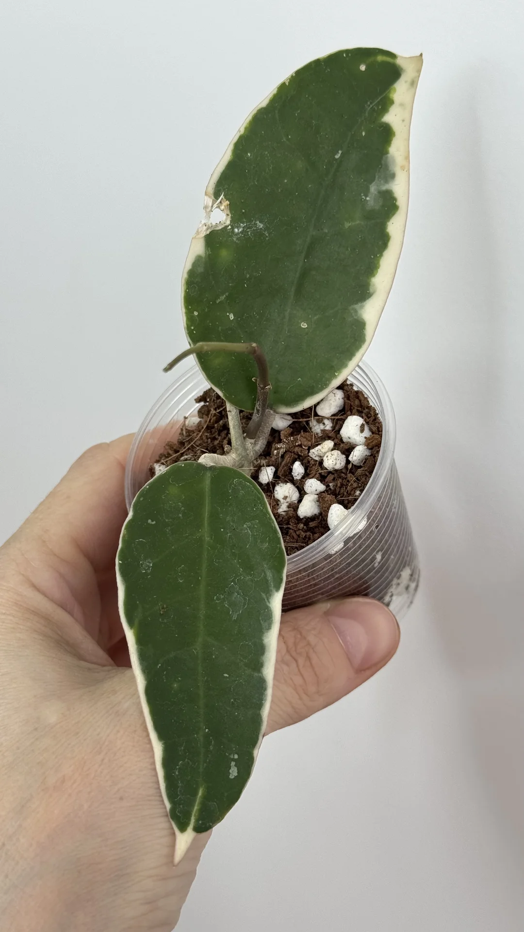 Hoya Verticilata panglai albo - миниатюра 2