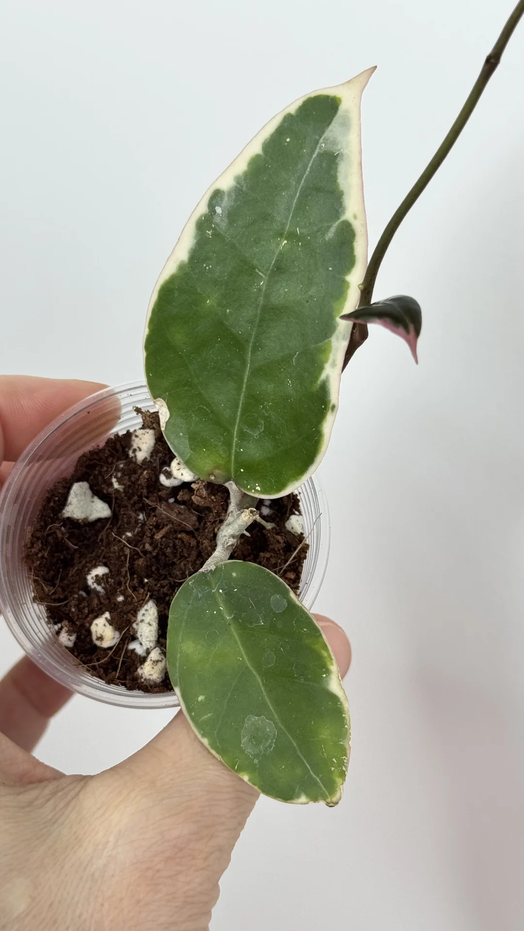 Hoya Verticilata panglai albo - миниатюра 3