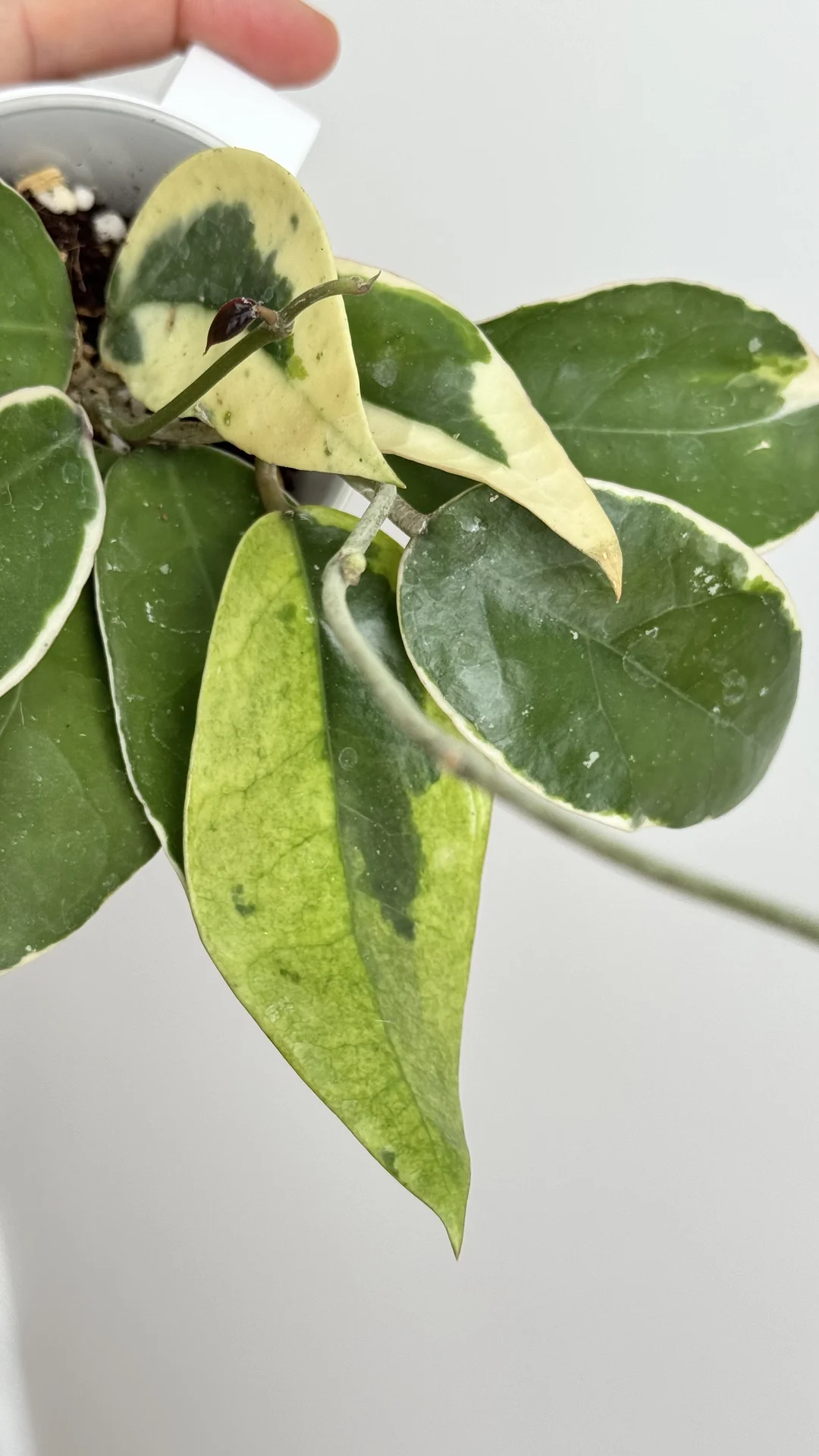 Hoya Verticilata panglai albo - миниатюра 4