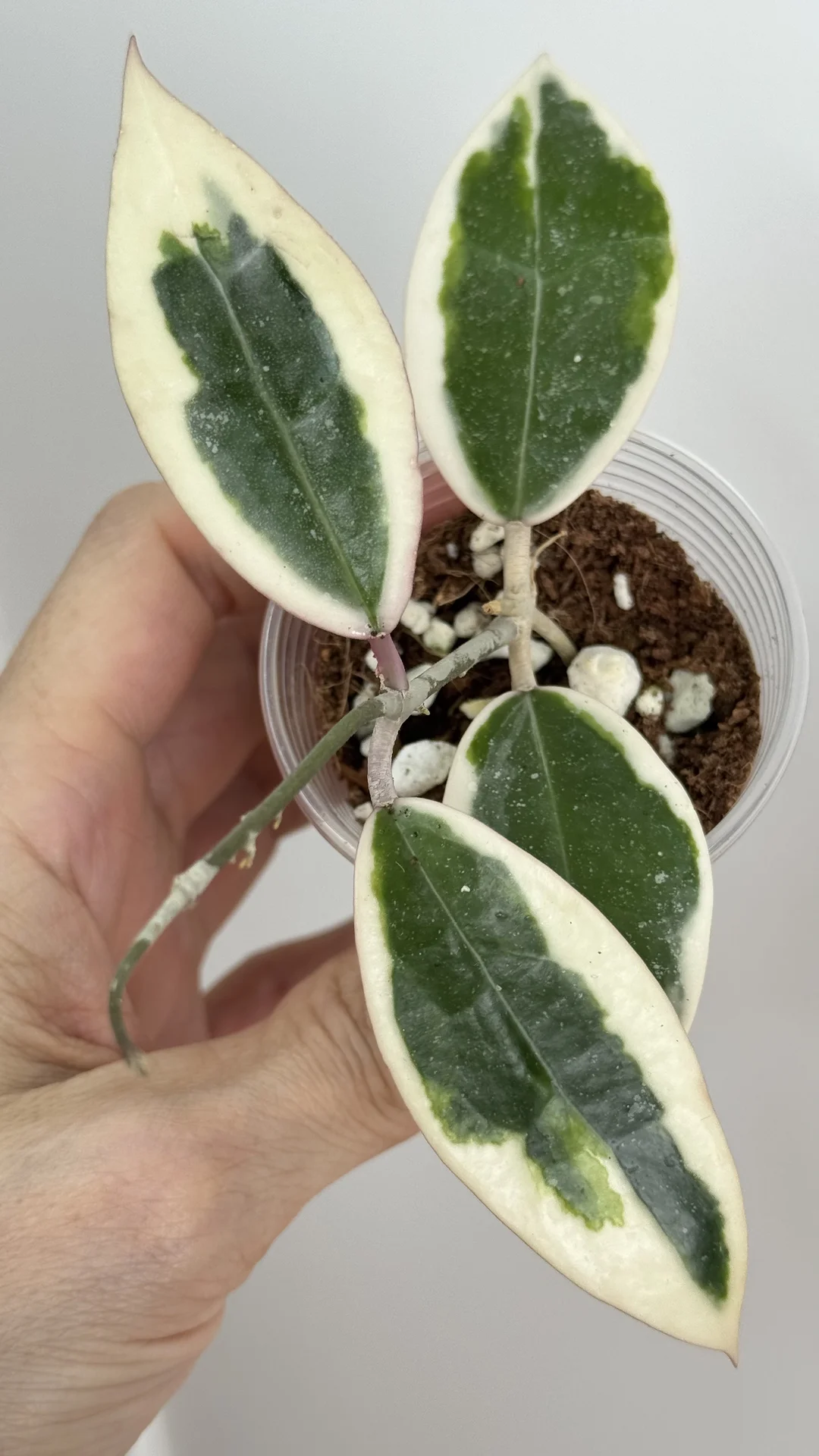 Hoya Retuza/Hoya Verticilata sp njanjuk albo - миниатюра 2