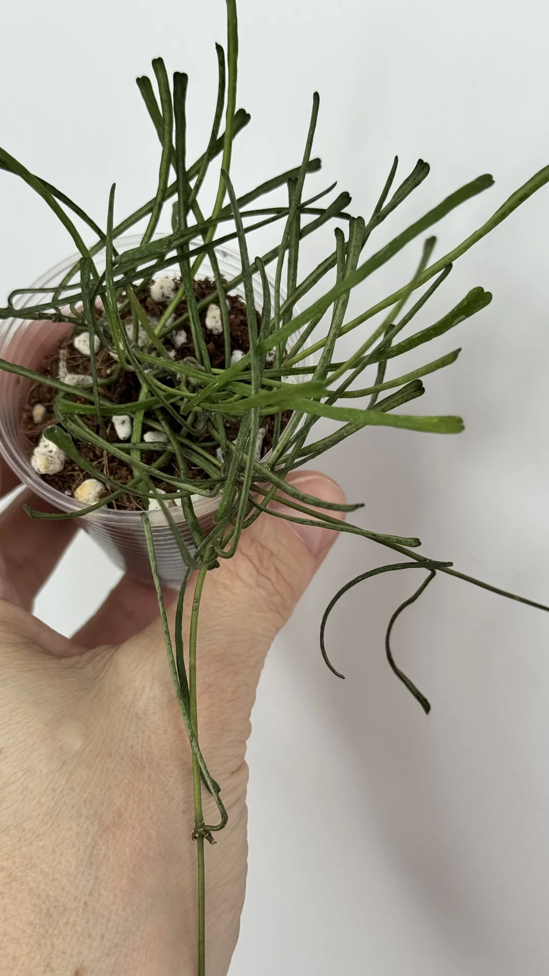 Hoya Retuza/Hoya Verticilata sp njanjuk albo - миниатюра 5