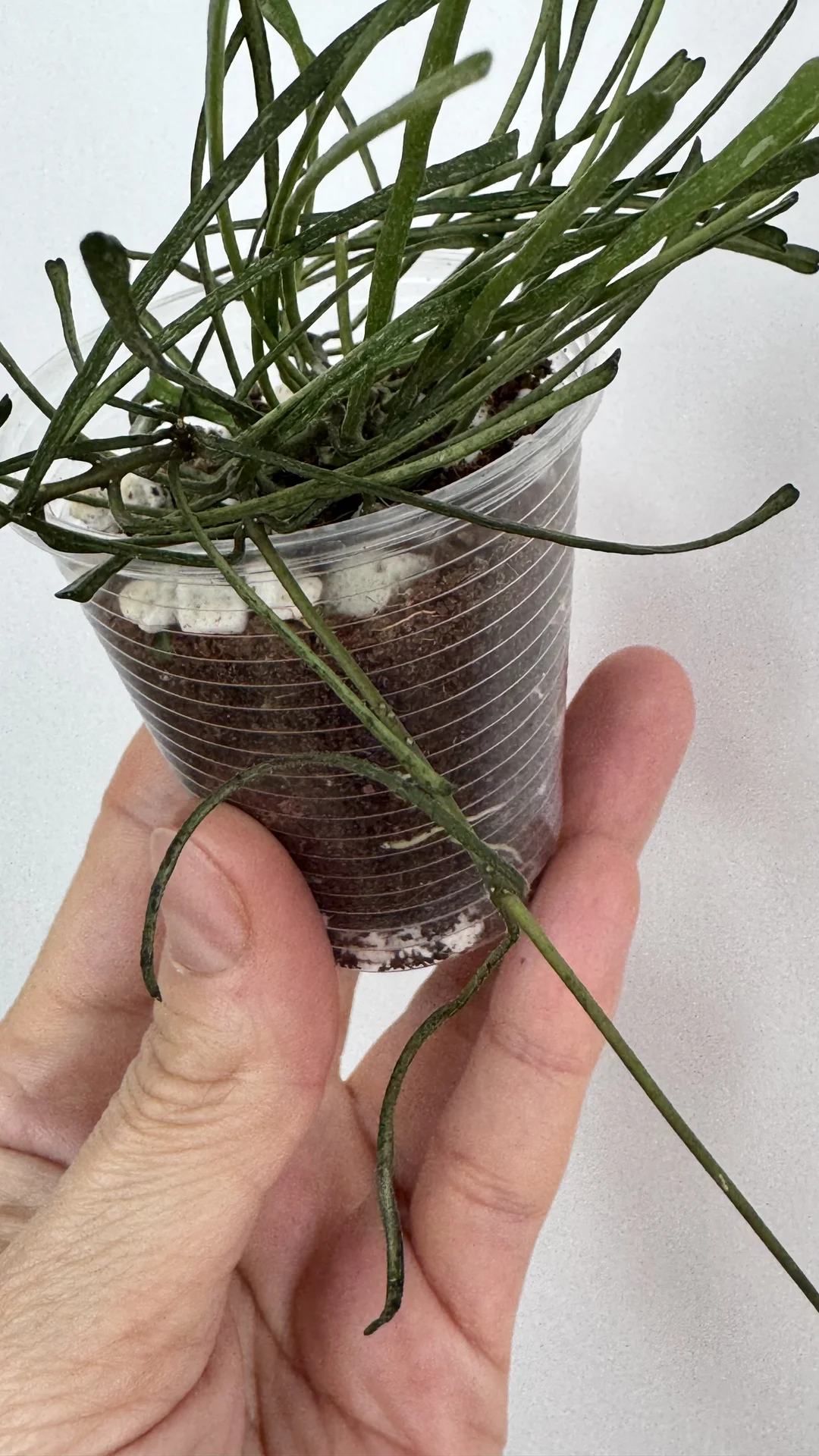 Hoya Retuza/Hoya Verticilata sp njanjuk albo - миниатюра 6