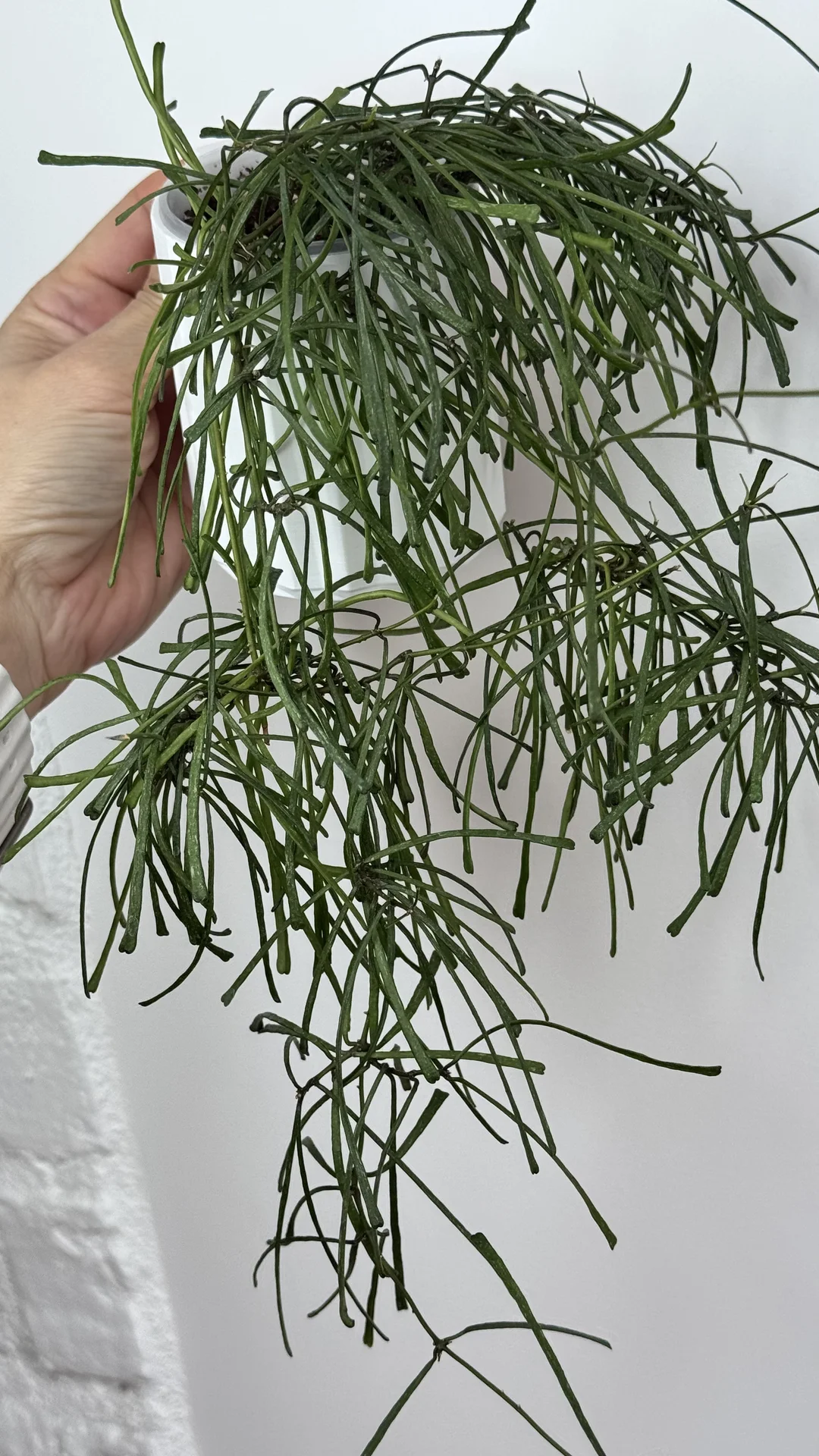Hoya Retuza/Hoya Verticilata sp njanjuk albo - миниатюра 7