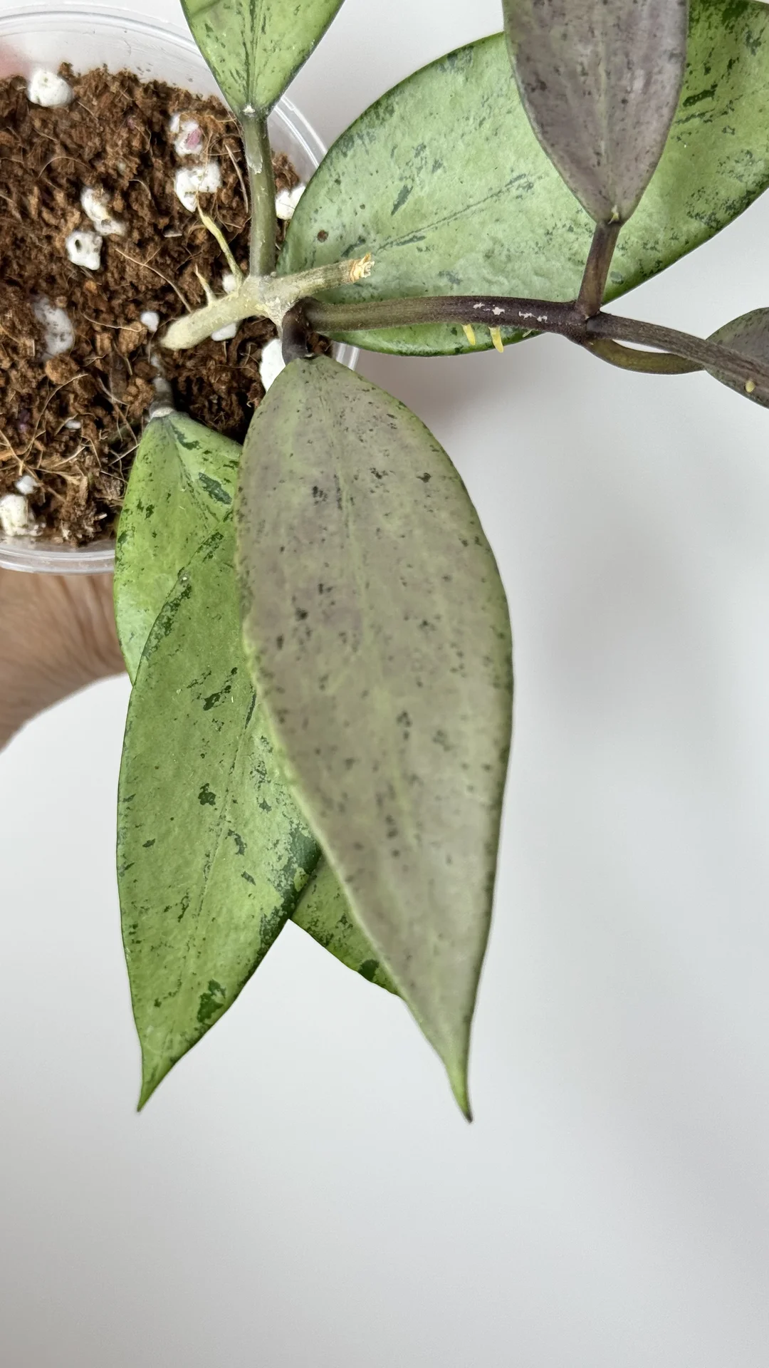 Hoya Snow cai silver/Hoya Amicabilis silver - миниатюра 2