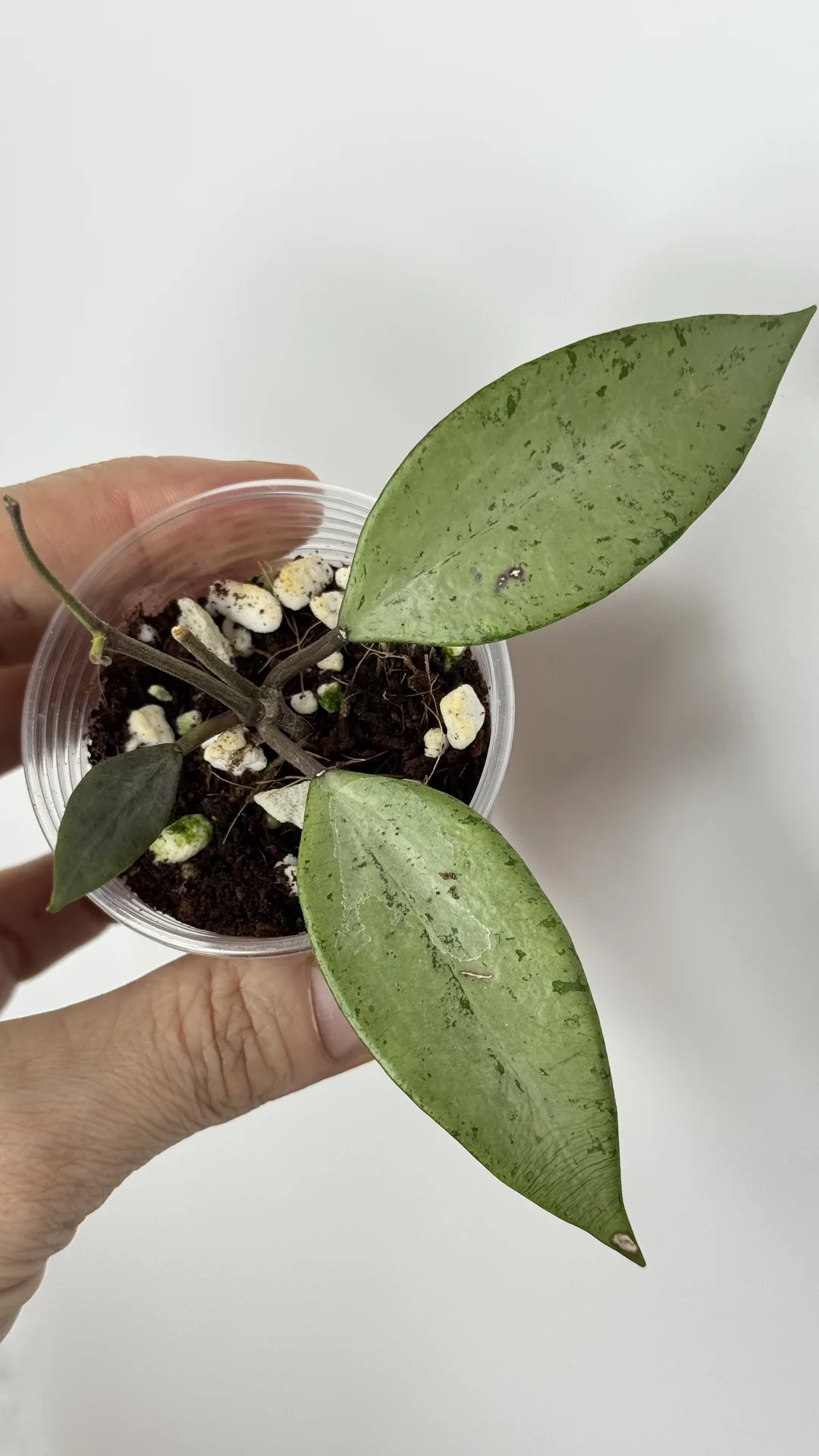 Hoya Snow cai silver/Hoya Amicabilis silver - миниатюра 3