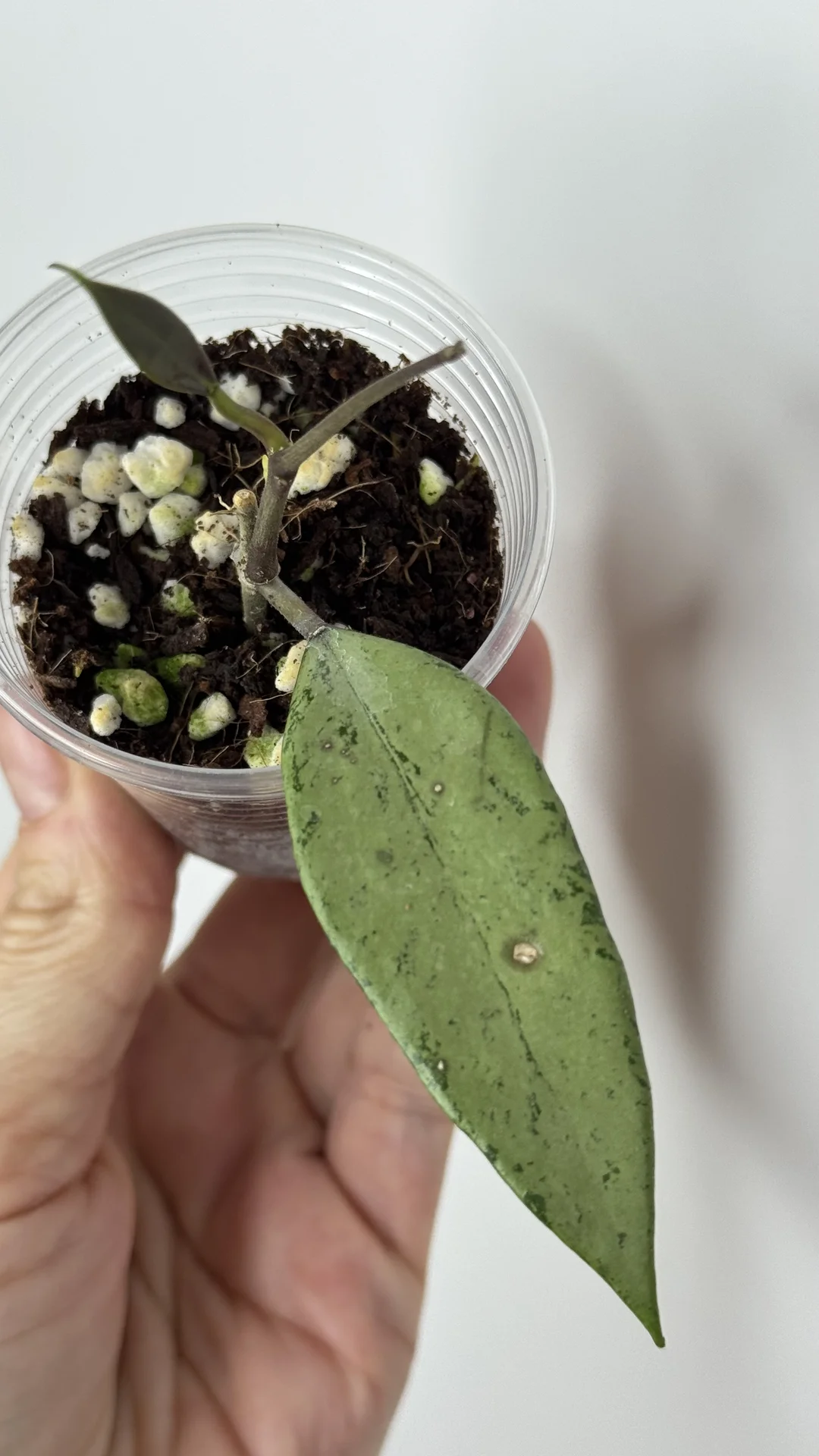 Hoya Snow cai silver/Hoya Amicabilis silver - миниатюра 4