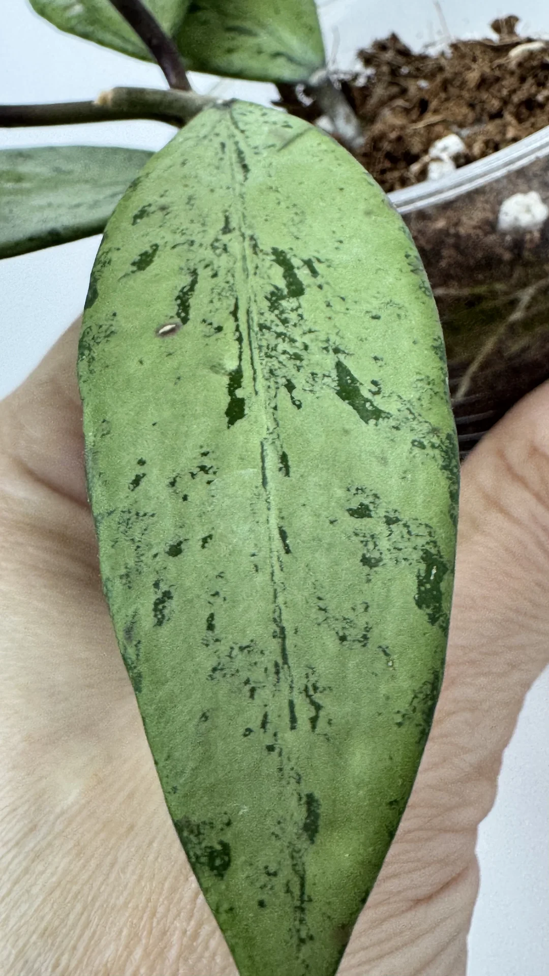 Hoya Snow cai silver/Hoya Amicabilis silver - миниатюра 5